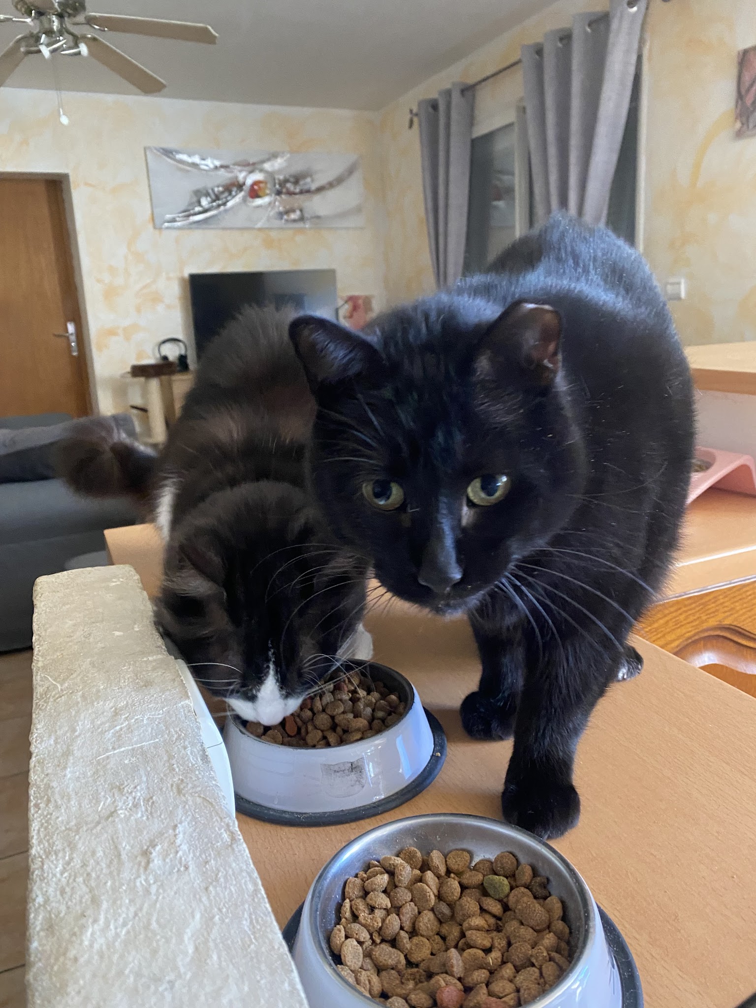 Mélissa Cô Pet sitter — photo