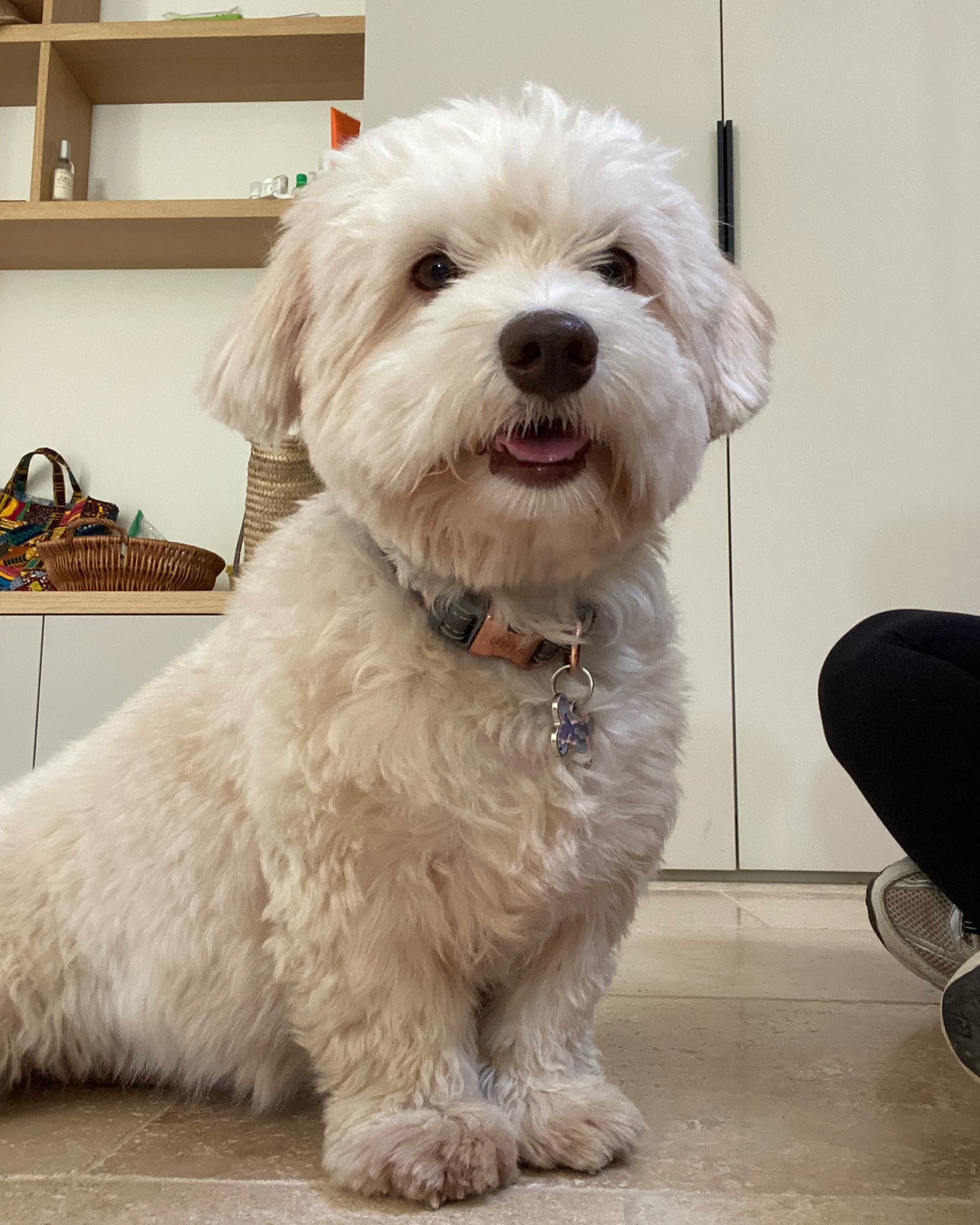 Mélissa Cô Pet sitter — photo