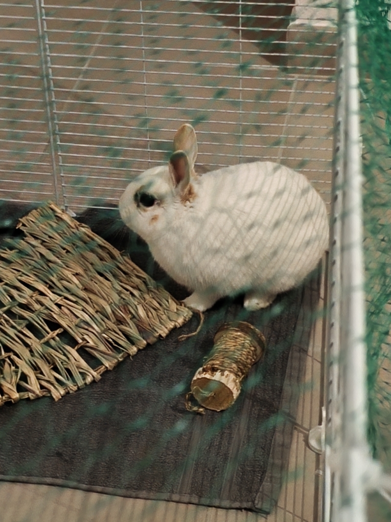 Pet Cycy – Garde & Naturopathie animalière à Fondettes — photo