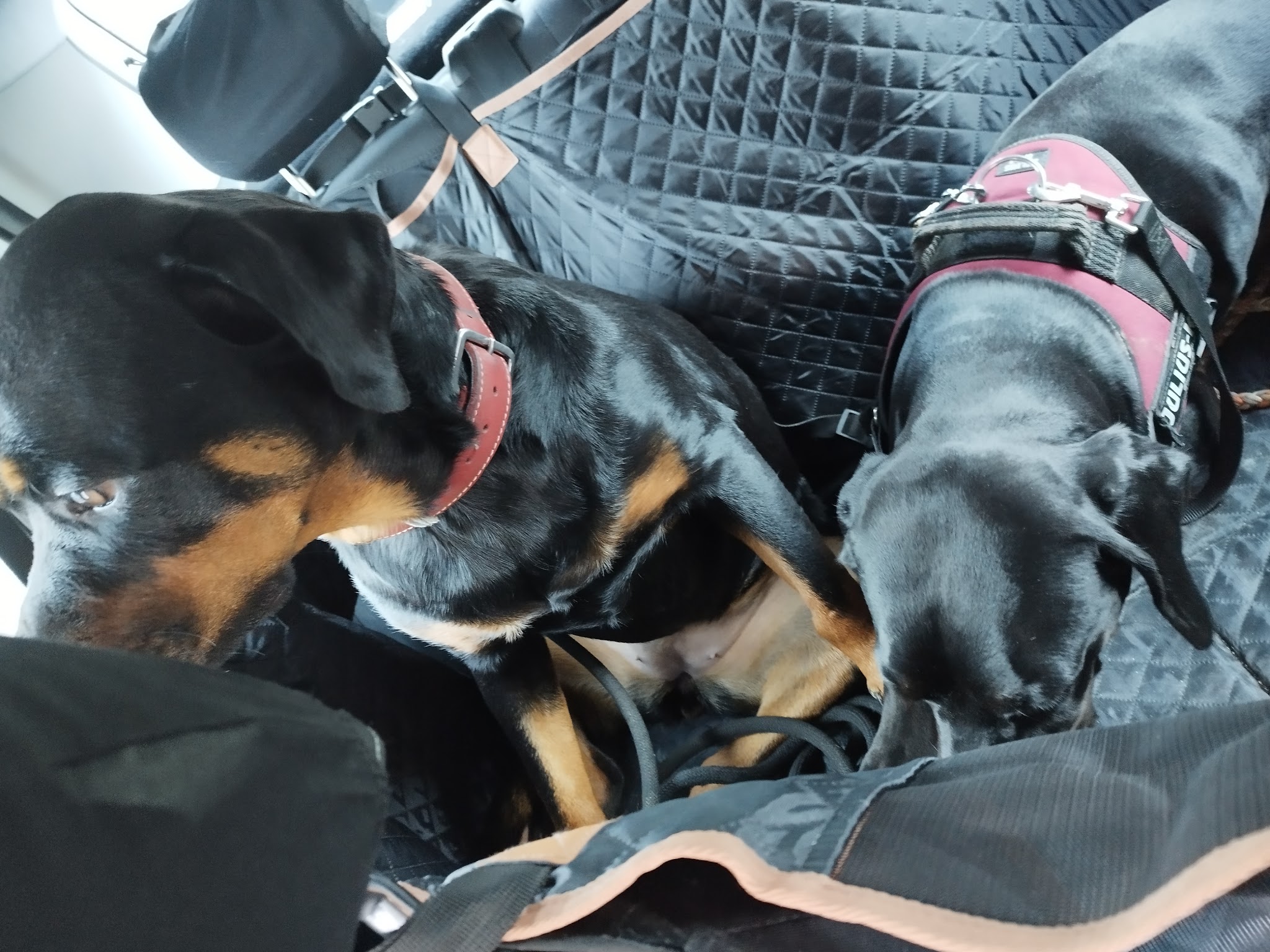 Pet Cycy – Garde & Naturopathie animalière à Fondettes — photo