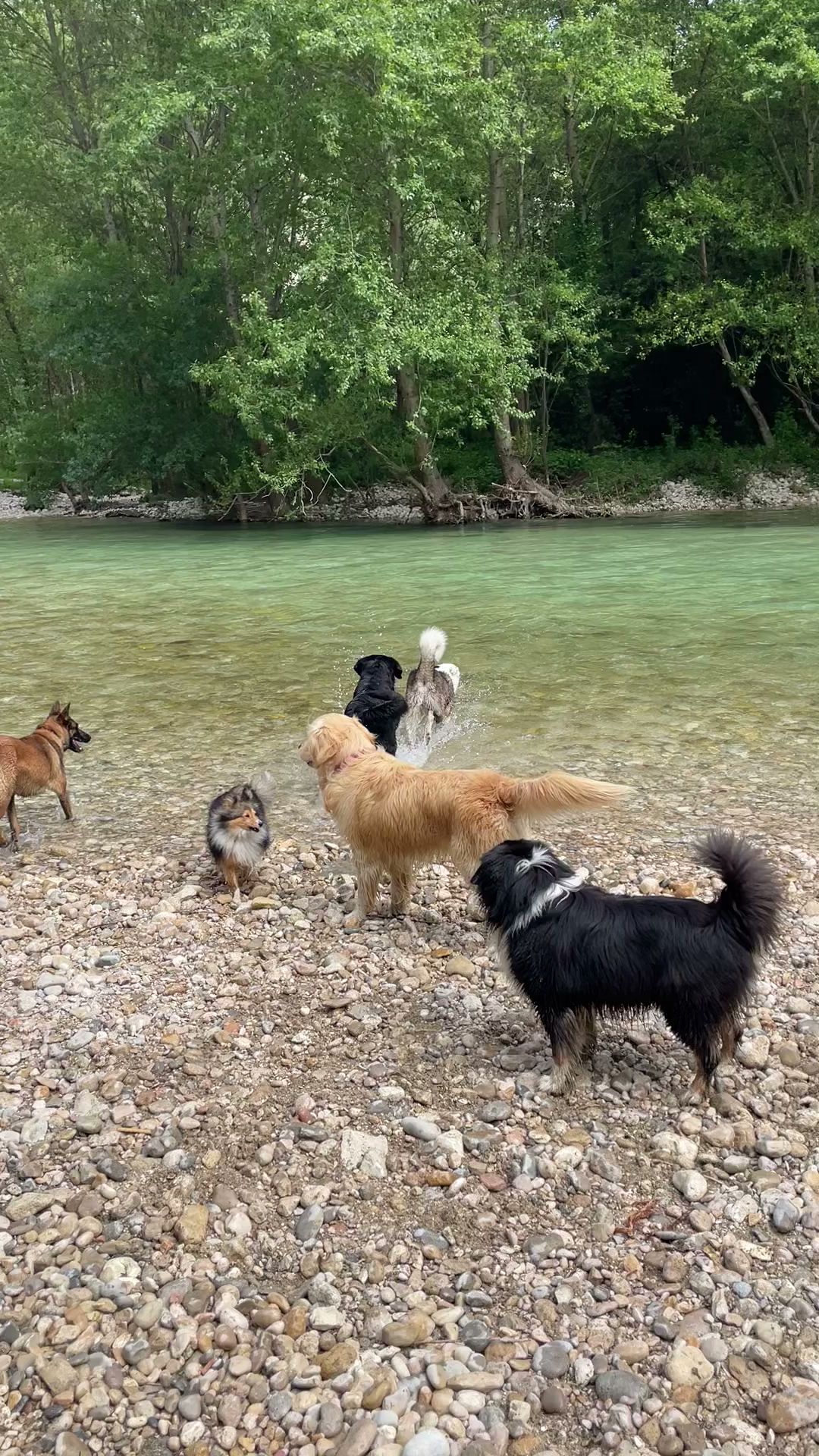 Pet sitting - La patte en avant - Promenades et gardes d'animaux - Nice — photo