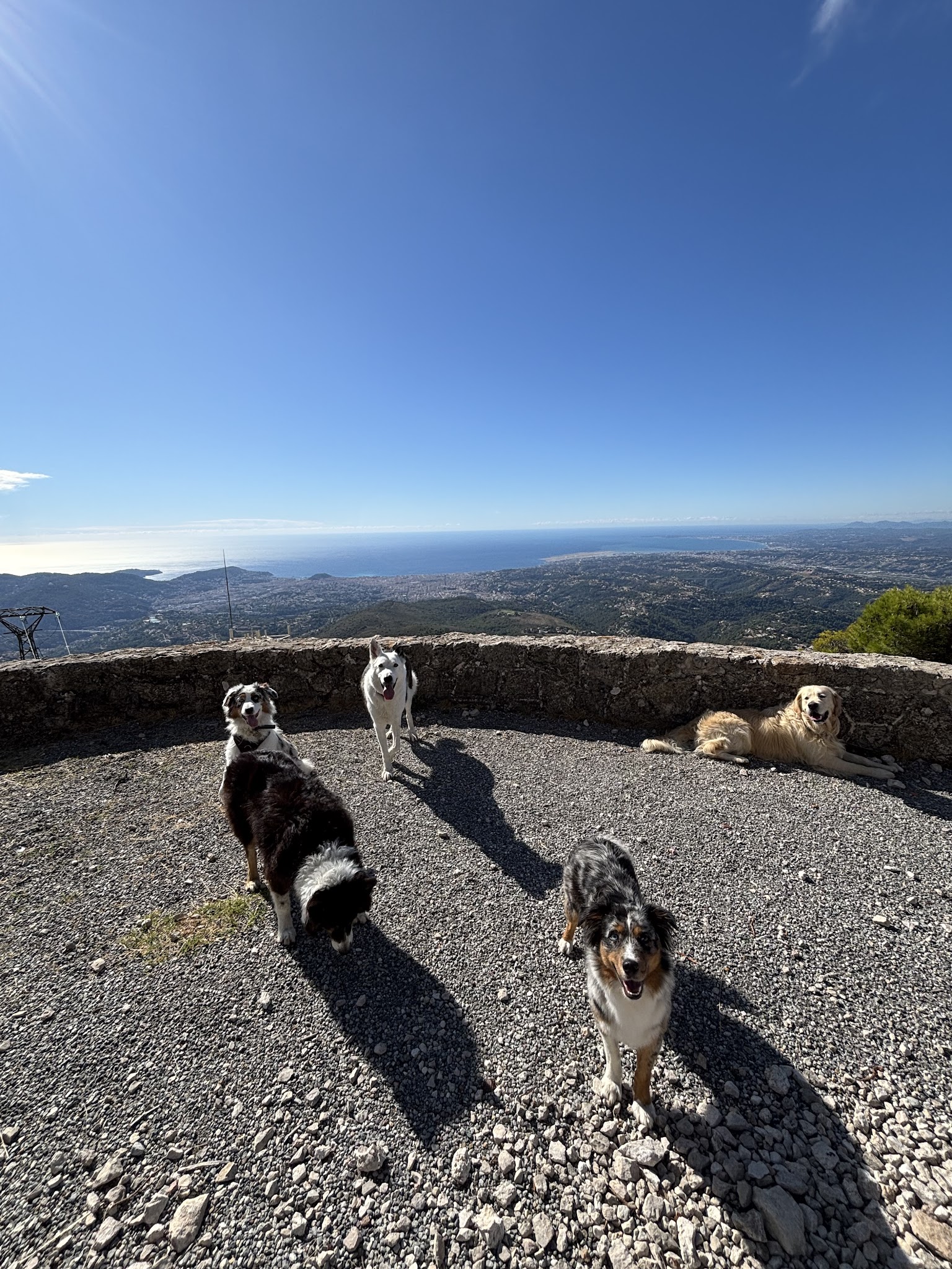 Pet sitting - La patte en avant - Promenades et gardes d'animaux - Nice — photo
