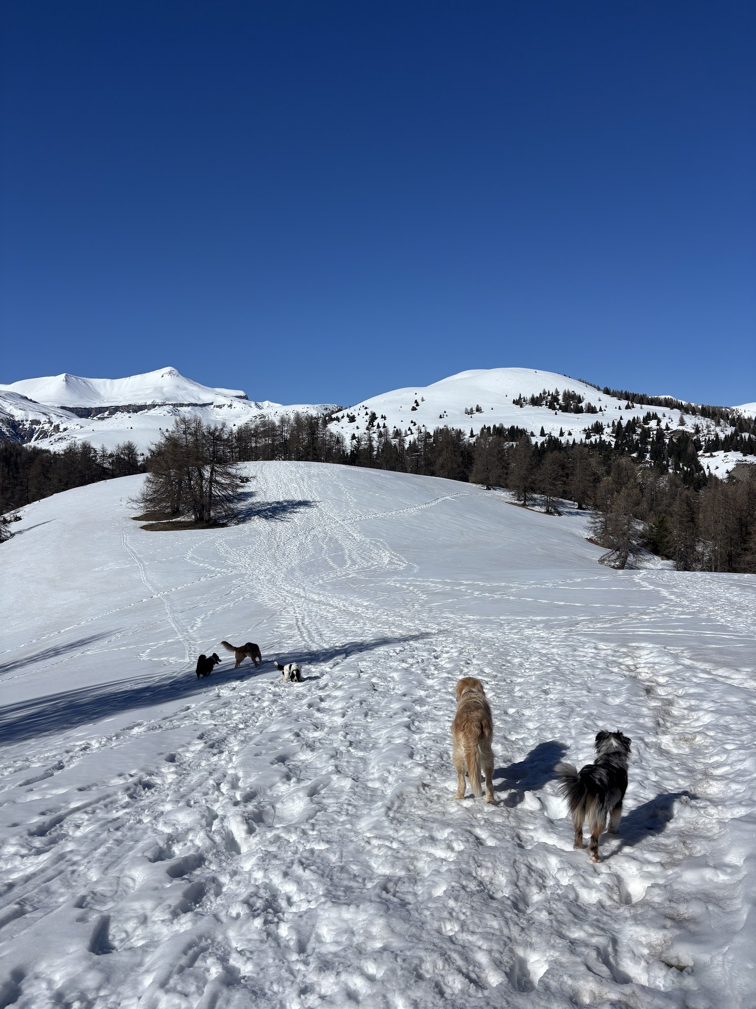 Pet sitting - La patte en avant - Promenades et gardes d'animaux - Nice — photo