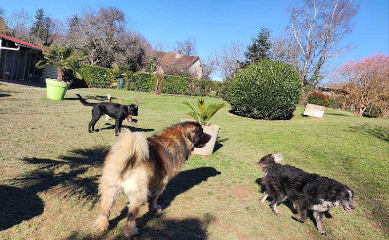 canin heureux "Chris' pension familiale canine"