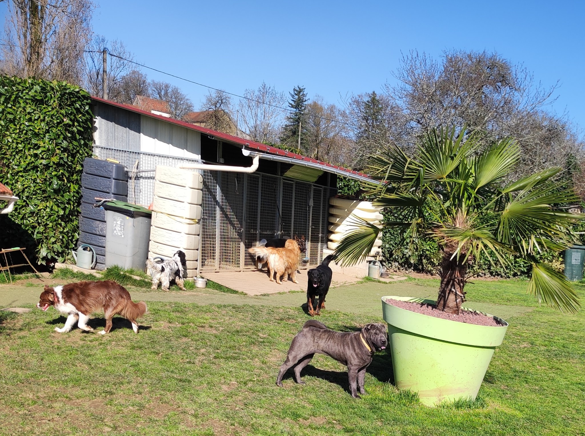 canin heureux "Chris' pension familiale canine" — photo