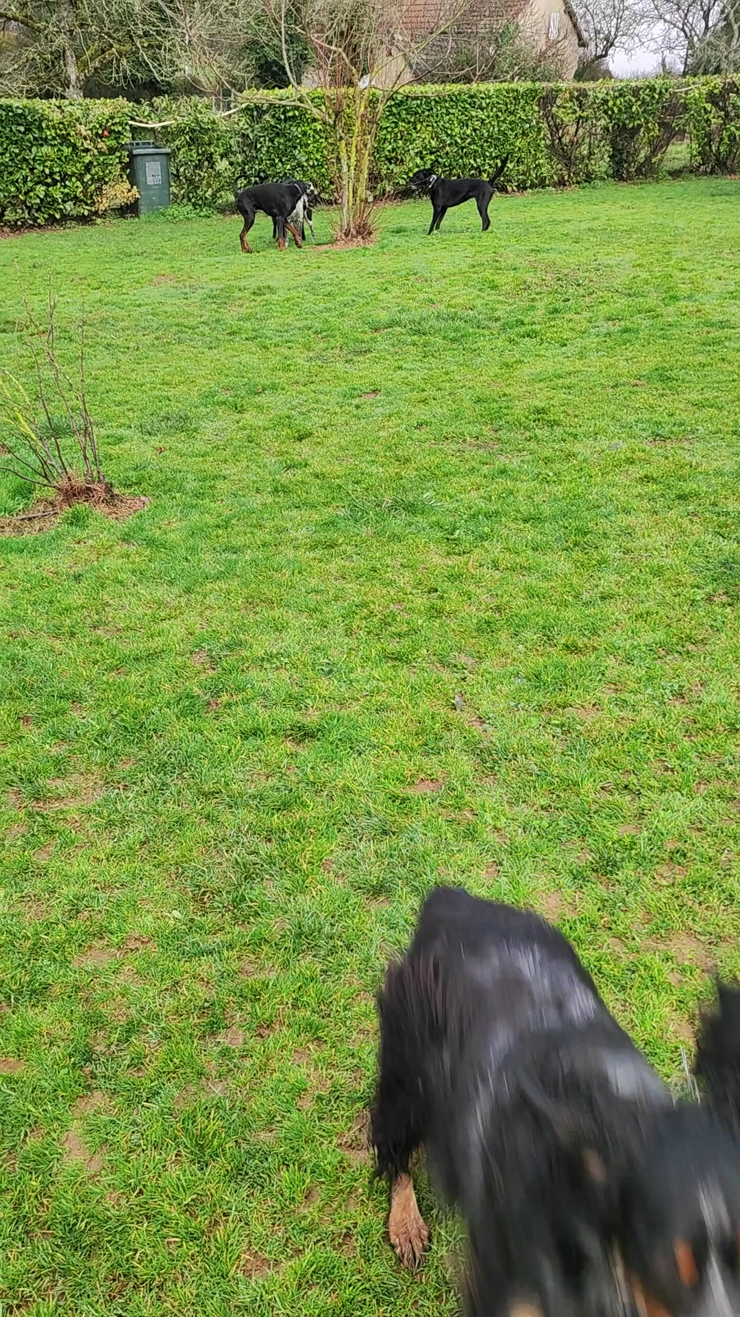 canin heureux "Chris' pension familiale canine" — photo