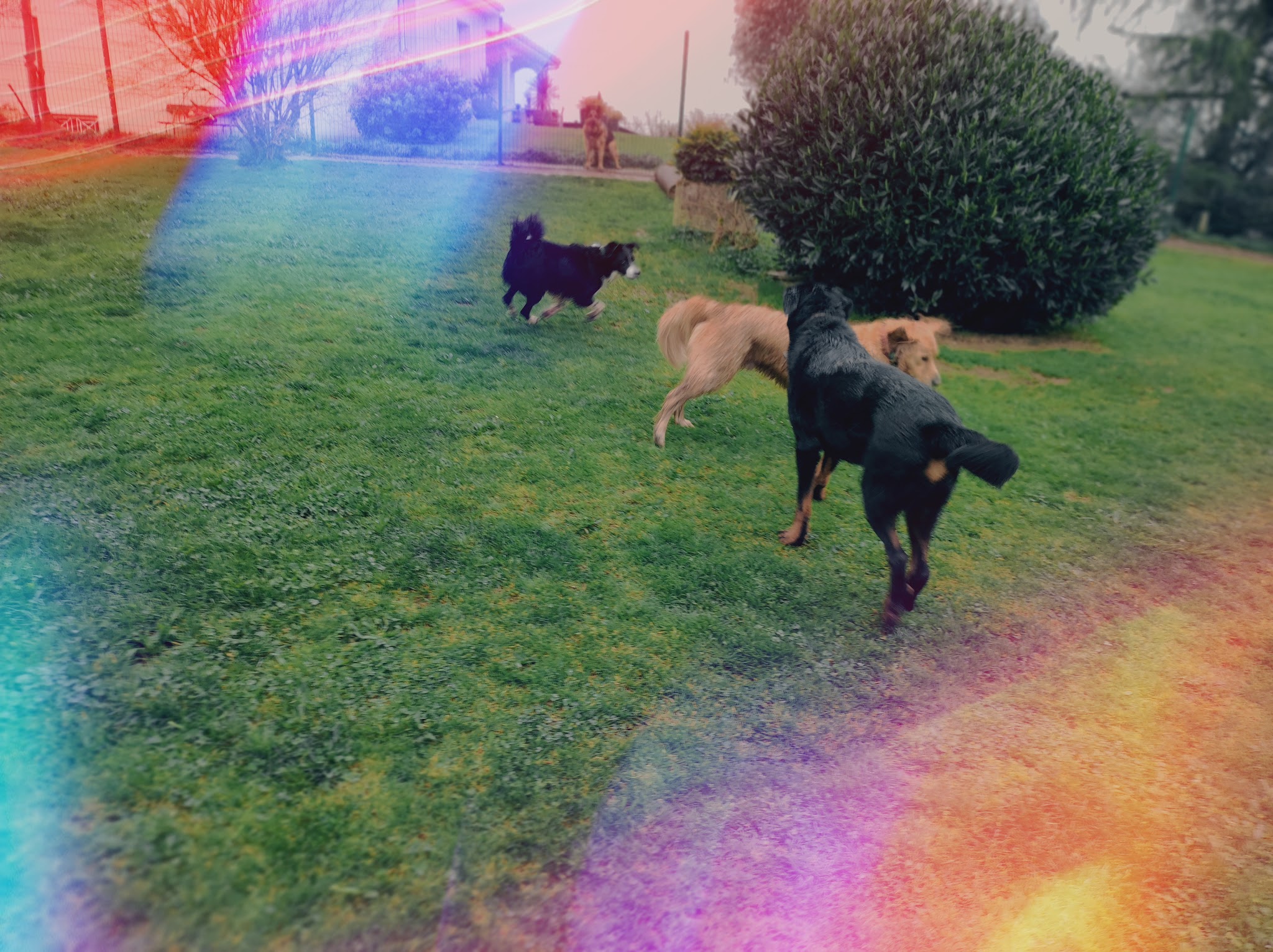canin heureux "Chris' pension familiale canine" — photo