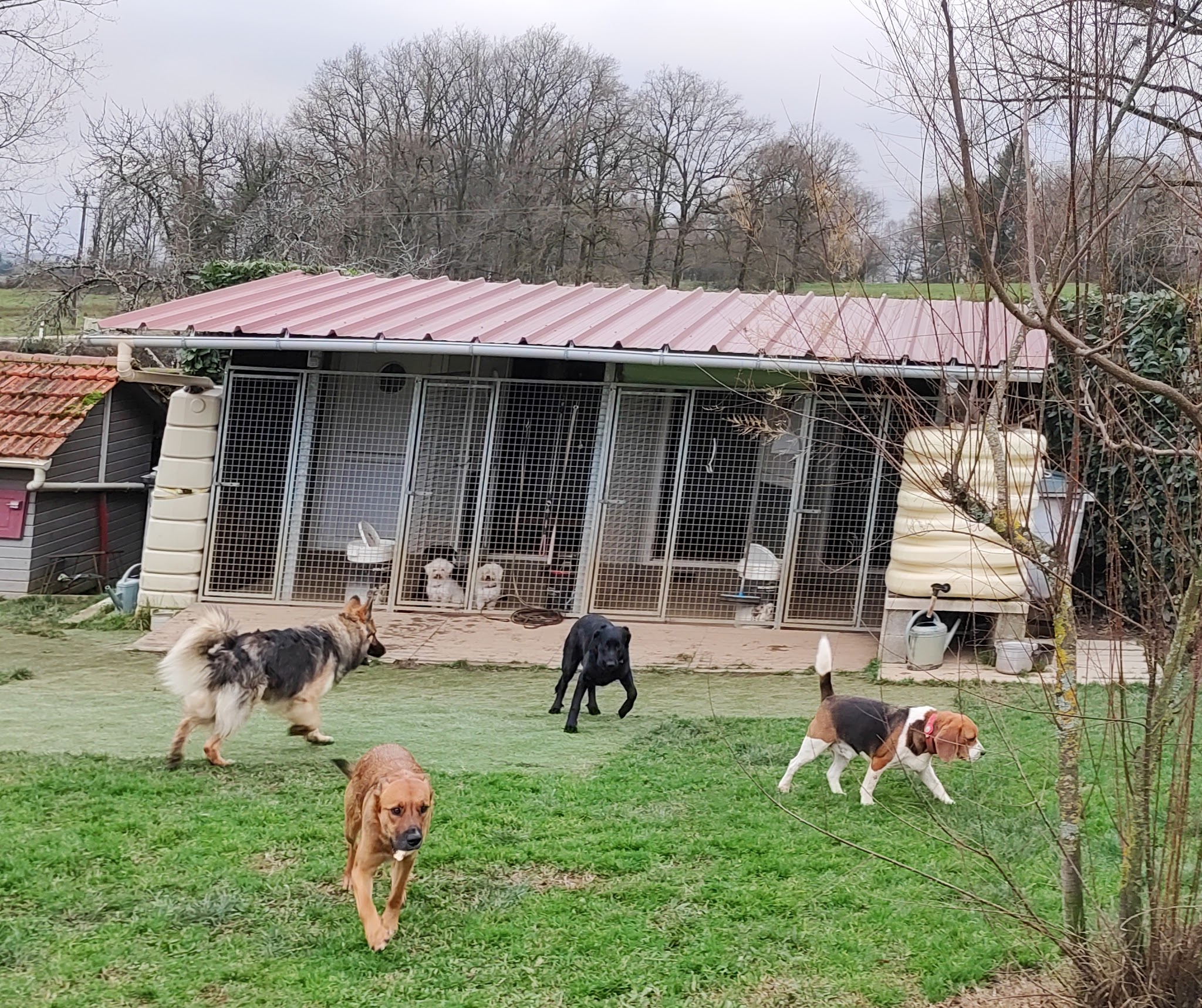 canin heureux "Chris' pension familiale canine" — photo