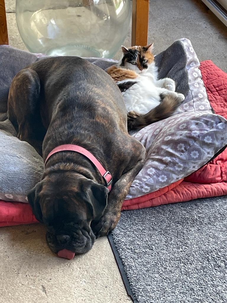 Dog & Cie - Educateur canin comportementaliste et Petsitter — photo