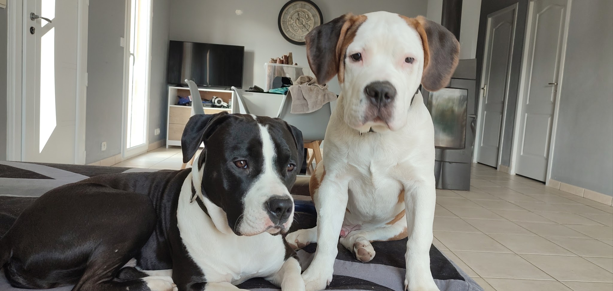 Dog & Cie - Educateur canin comportementaliste et Petsitter — photo