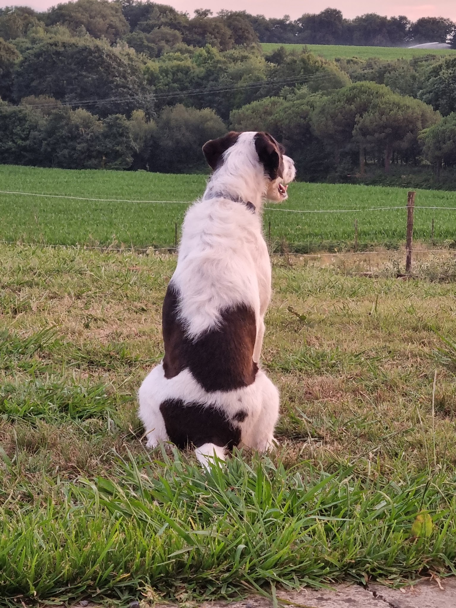 ECLPA - Education Canine Landes Pyrénées Atlantiques — photo
