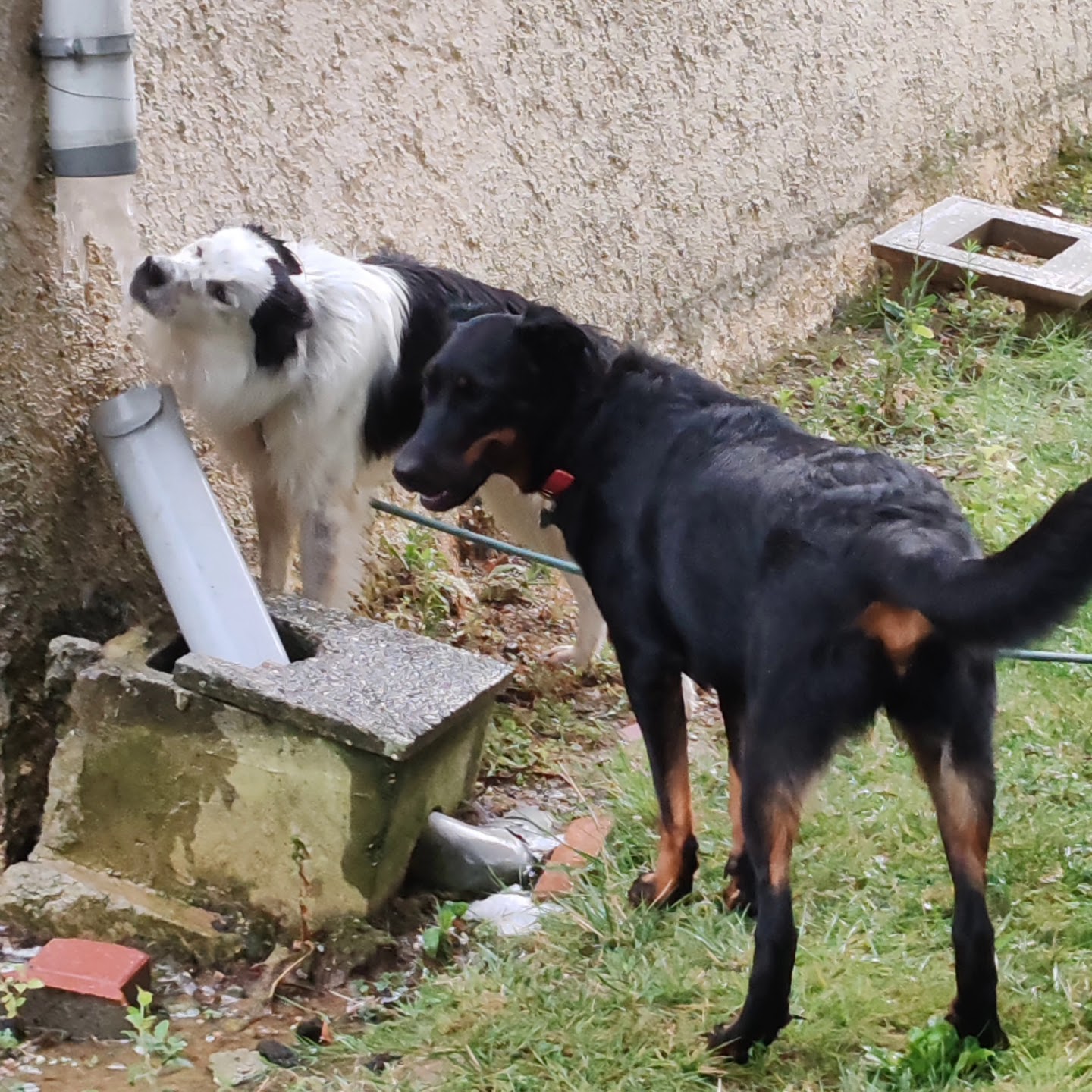 Au Bonrepos Canin — photo