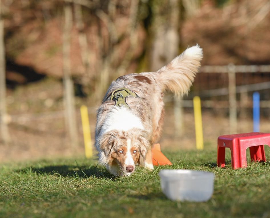 Wouf Fun Parc Garderie — photo
