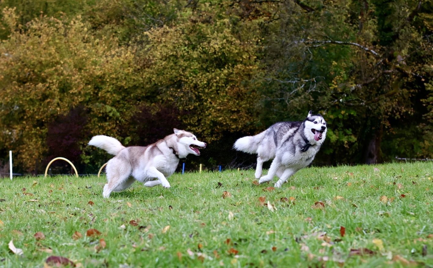 Wouf Fun Parc Garderie — photo