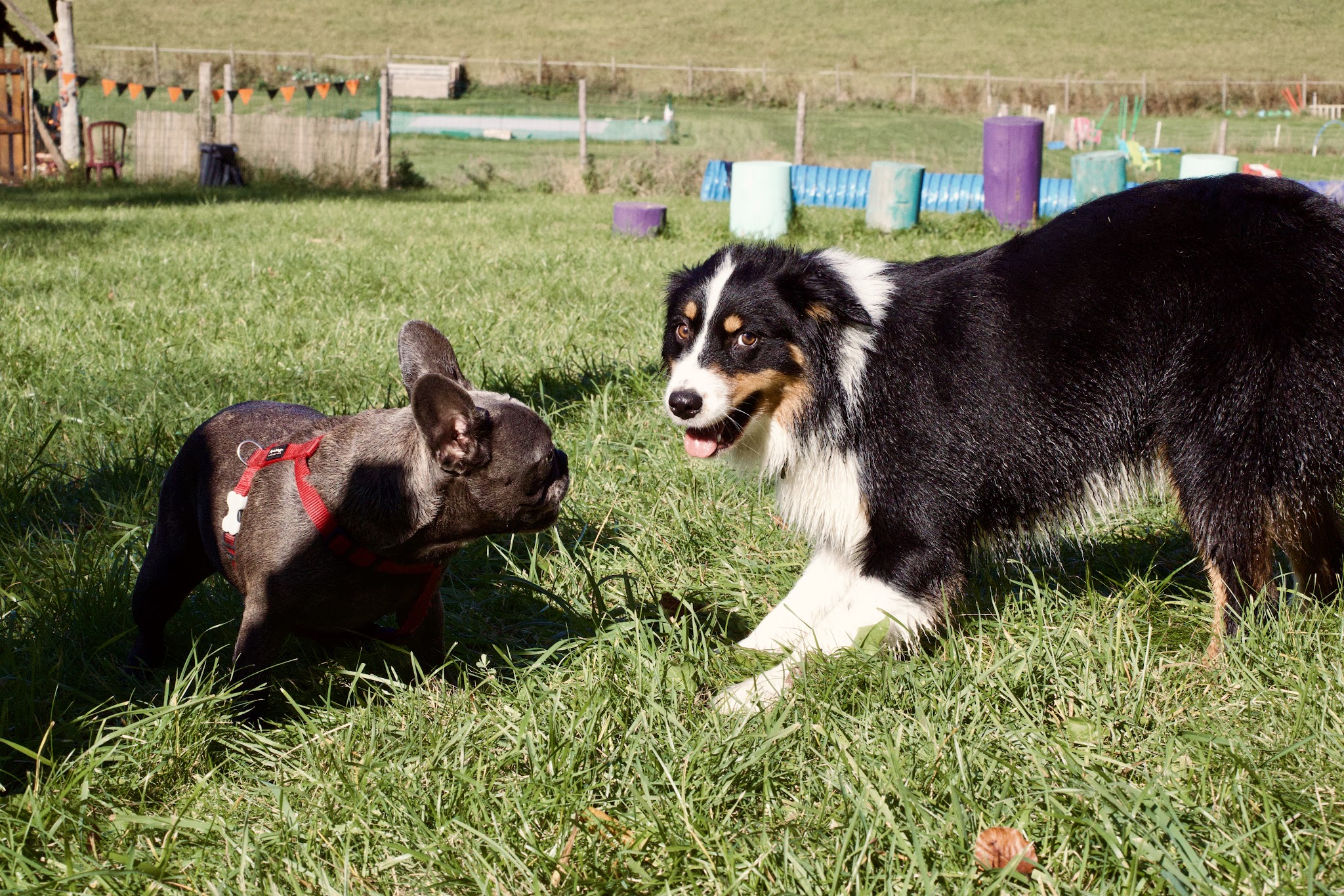 Wouf Fun Parc Garderie — photo