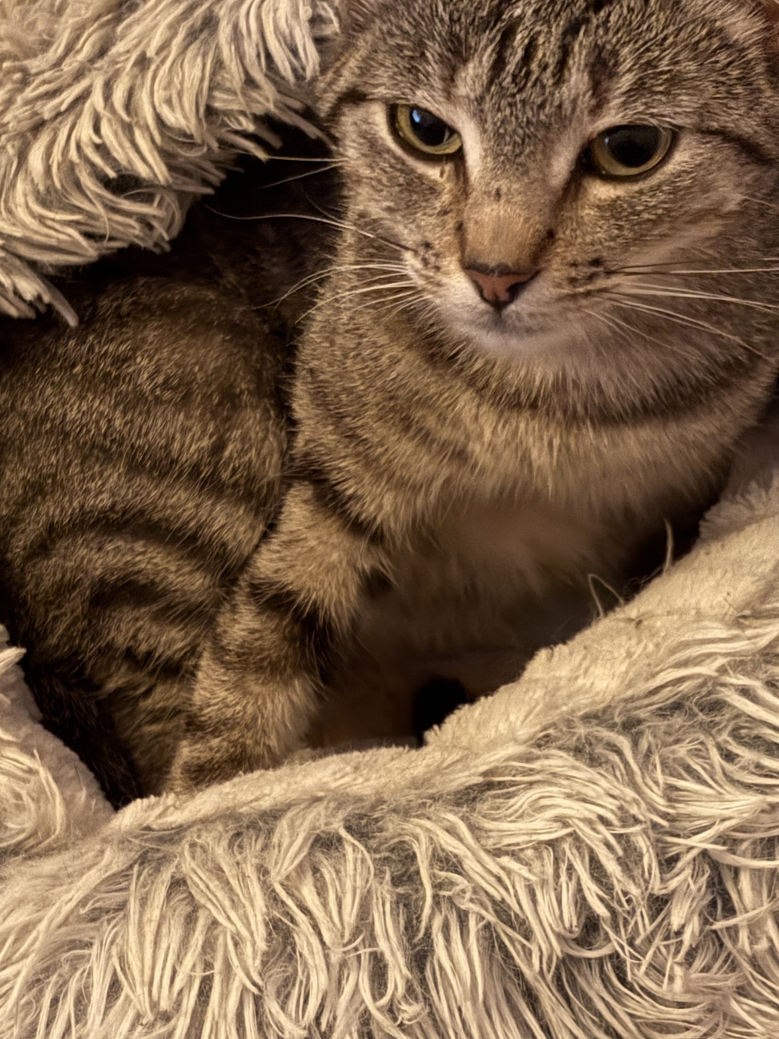 Nounou chiens et chats