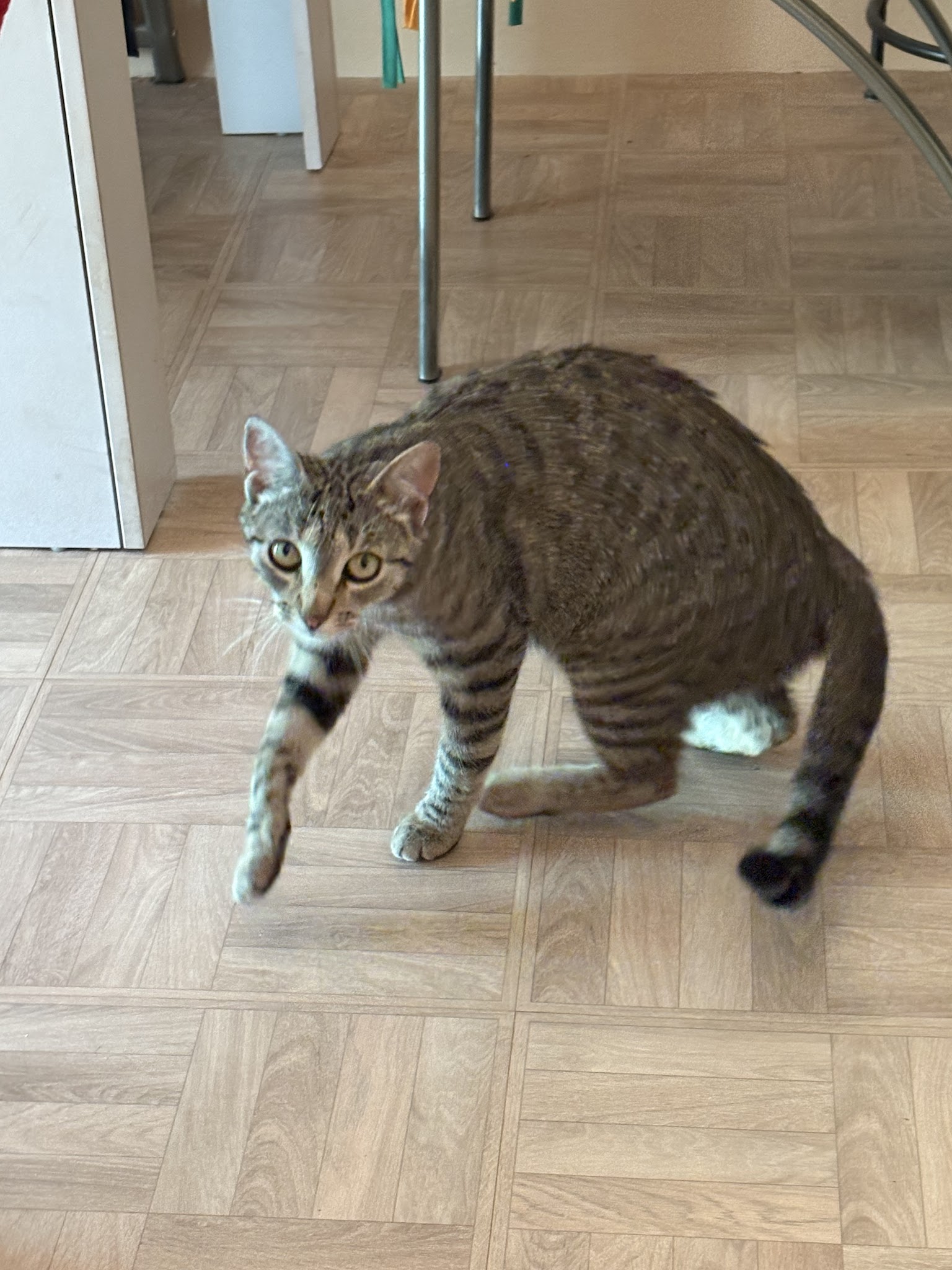 Nounou chiens et chats — photo