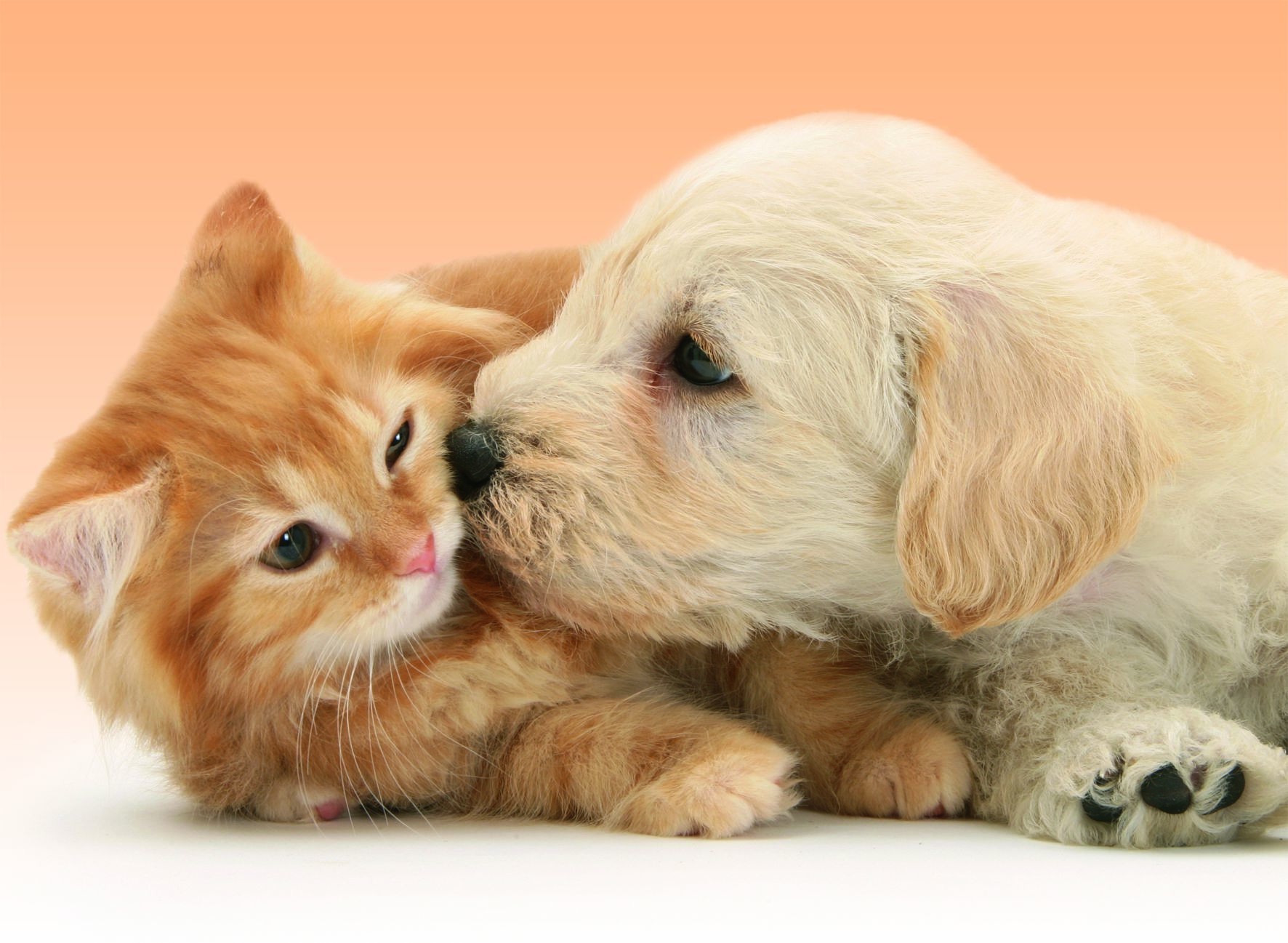 Nounou chiens et chats — photo