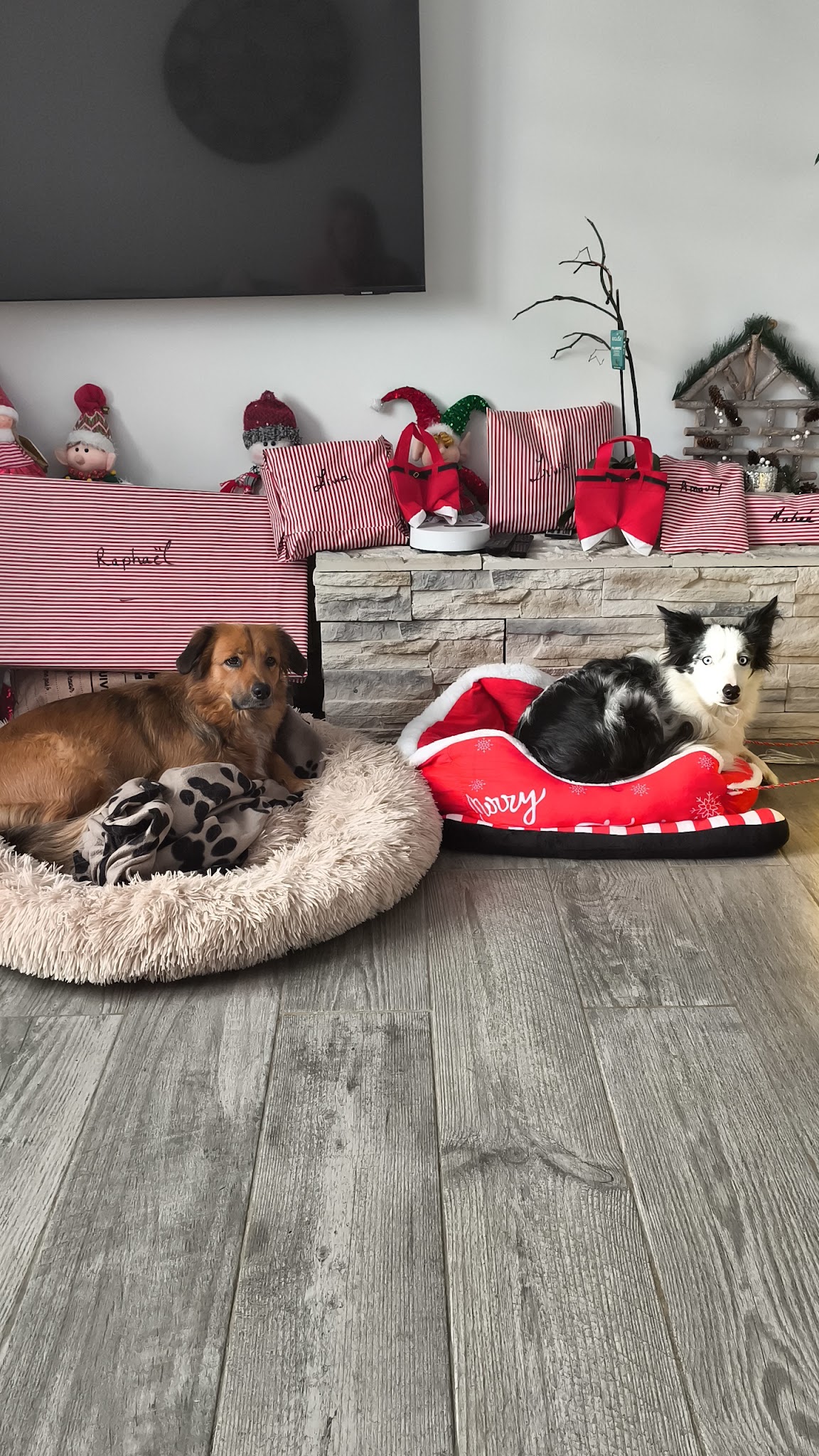 Pension Canine :🐾 La Maison Du Bonheur🐾 — photo