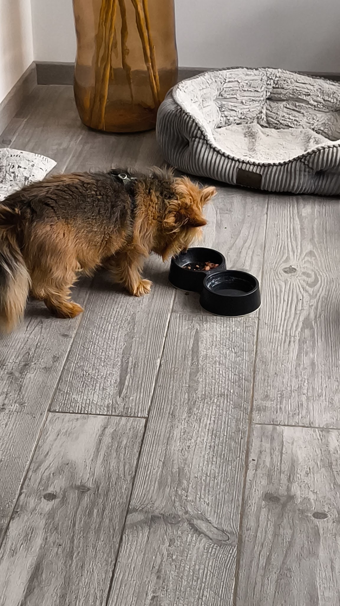 Pension Canine :🐾 La Maison Du Bonheur🐾 — photo