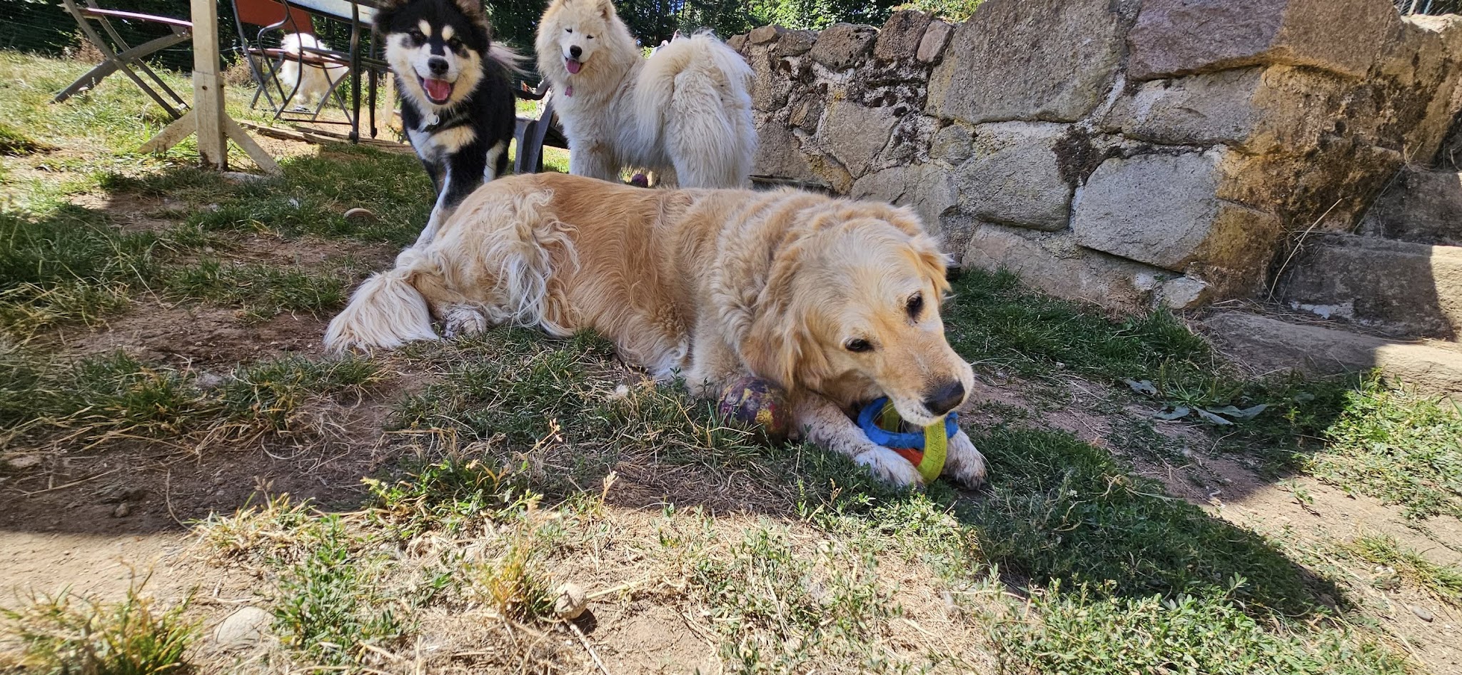 Colo'canine CANIFOREZ — photo