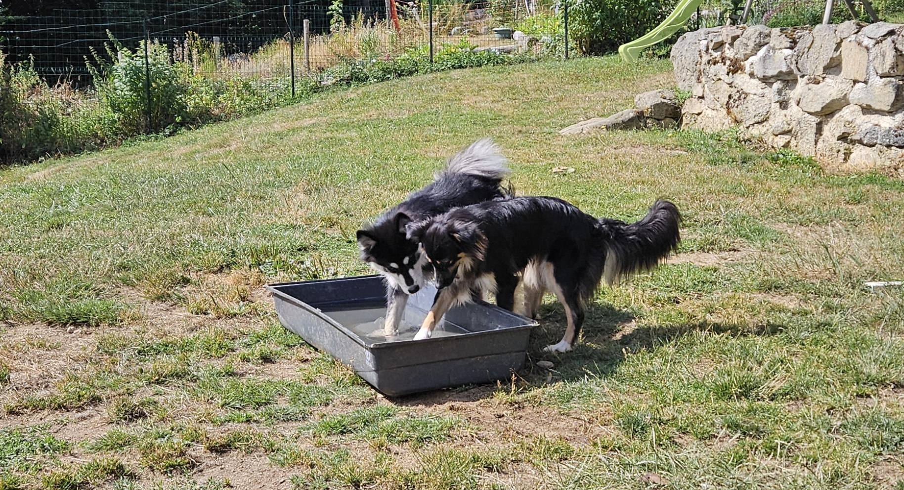 Colo'canine CANIFOREZ — photo