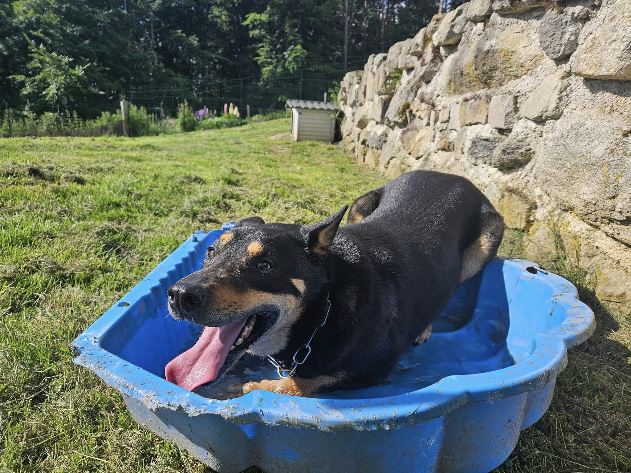 Colo'canine CANIFOREZ — photo