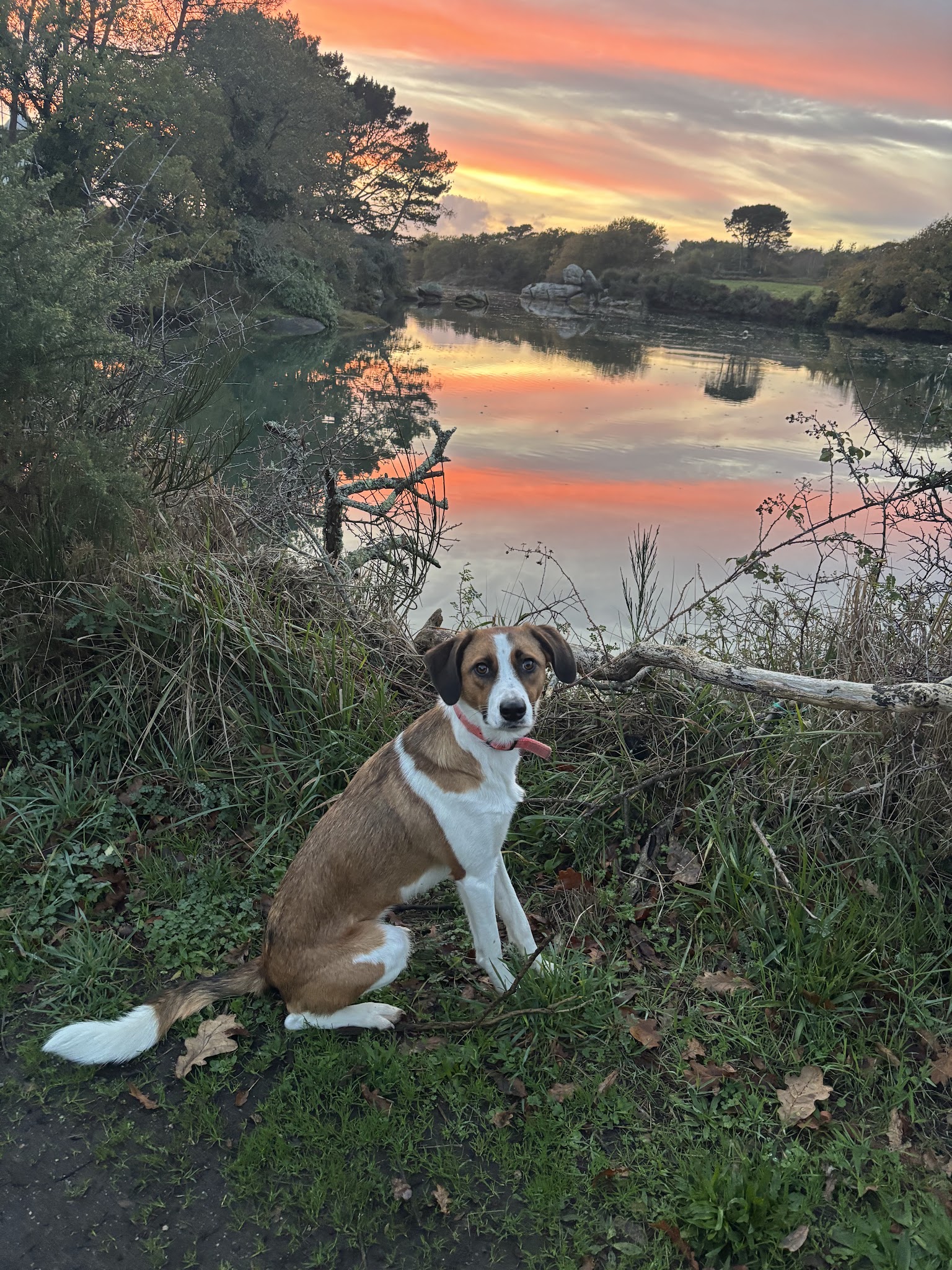 Animélo — photo