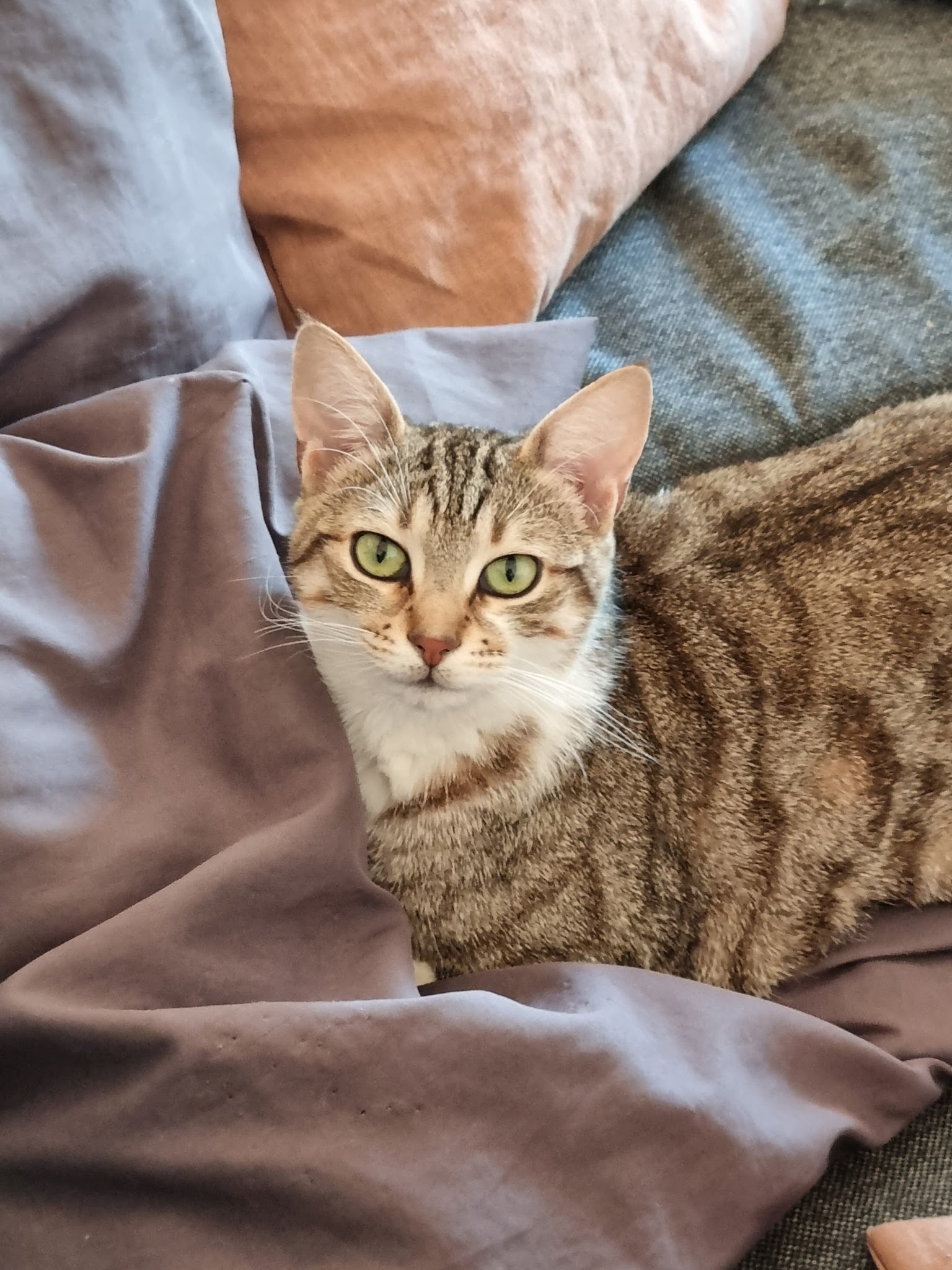 Loïc Dogsitter/Catsitter — photo