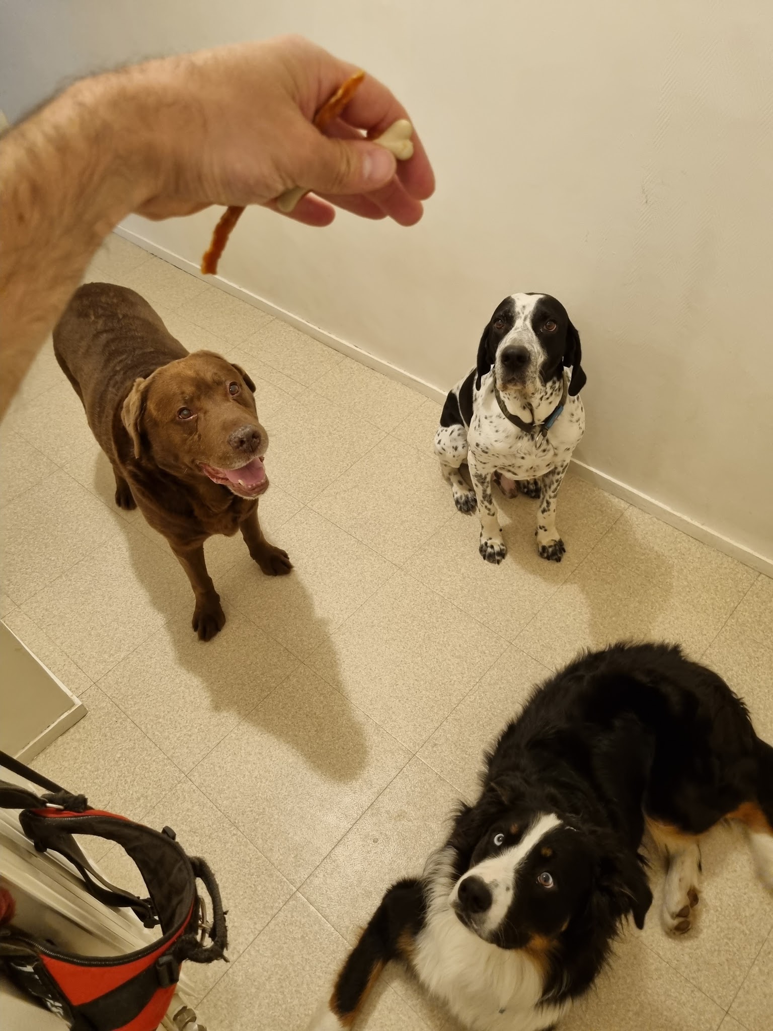 Loïc Dogsitter/Catsitter — photo