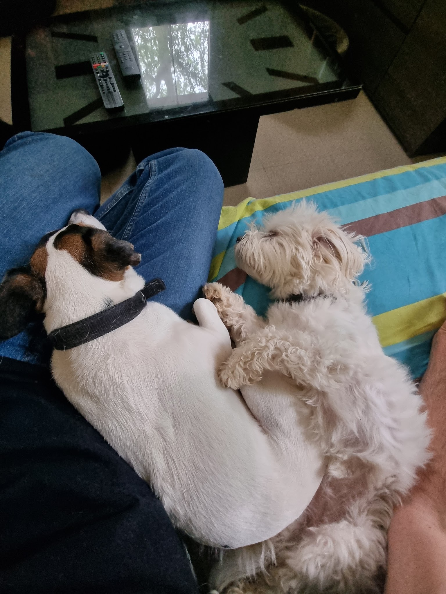 Loïc Dogsitter/Catsitter — photo