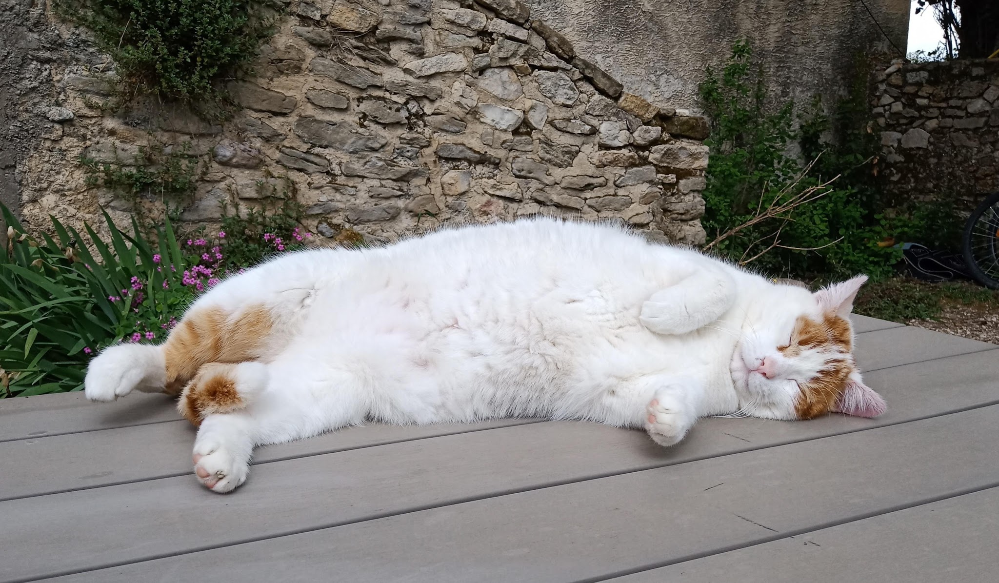 V.I.P Very Important Pets — photo