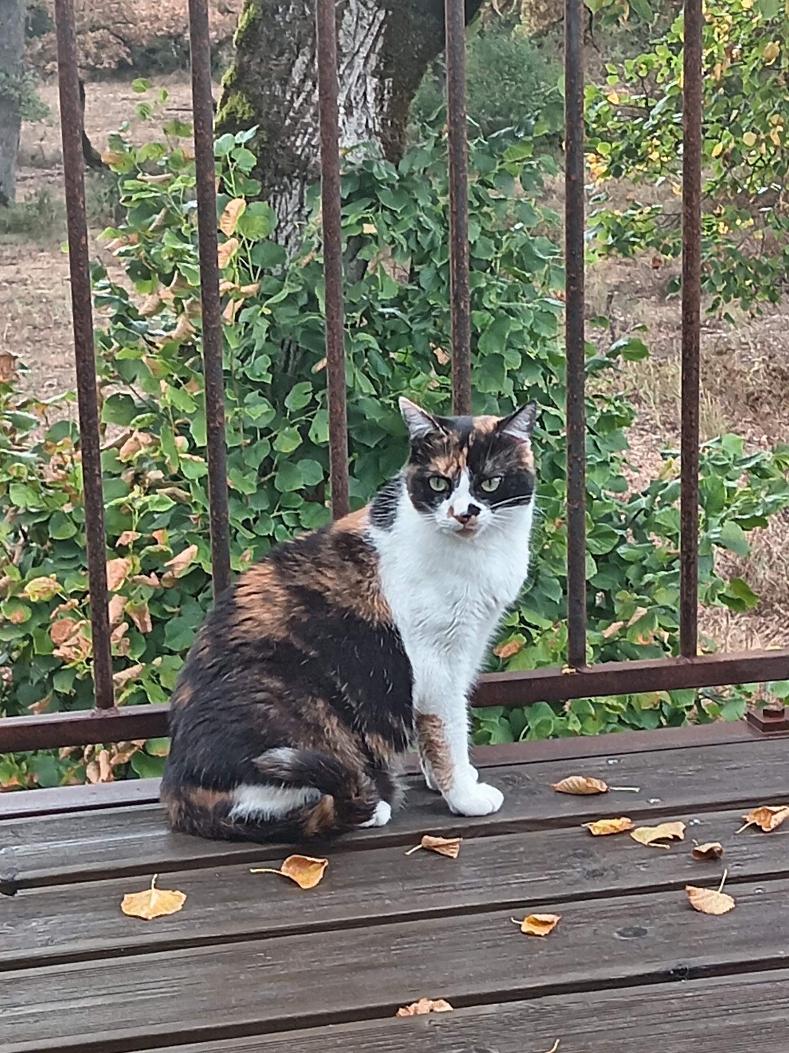 V.I.P Very Important Pets — photo
