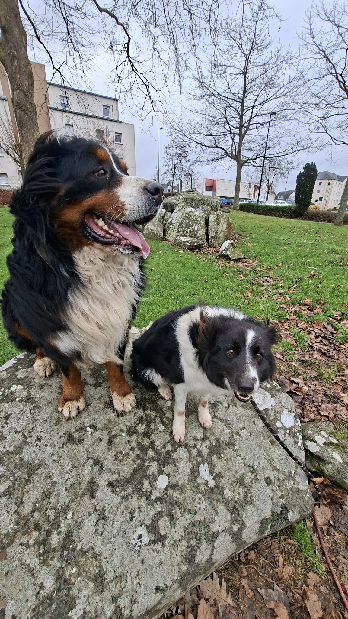 On va s'promener - Dog walker & pet-sitter, éducateur canin — photo
