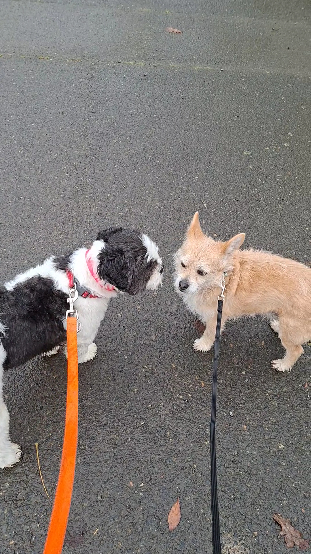 On va s'promener - Dog walker & pet-sitter, éducateur canin — photo