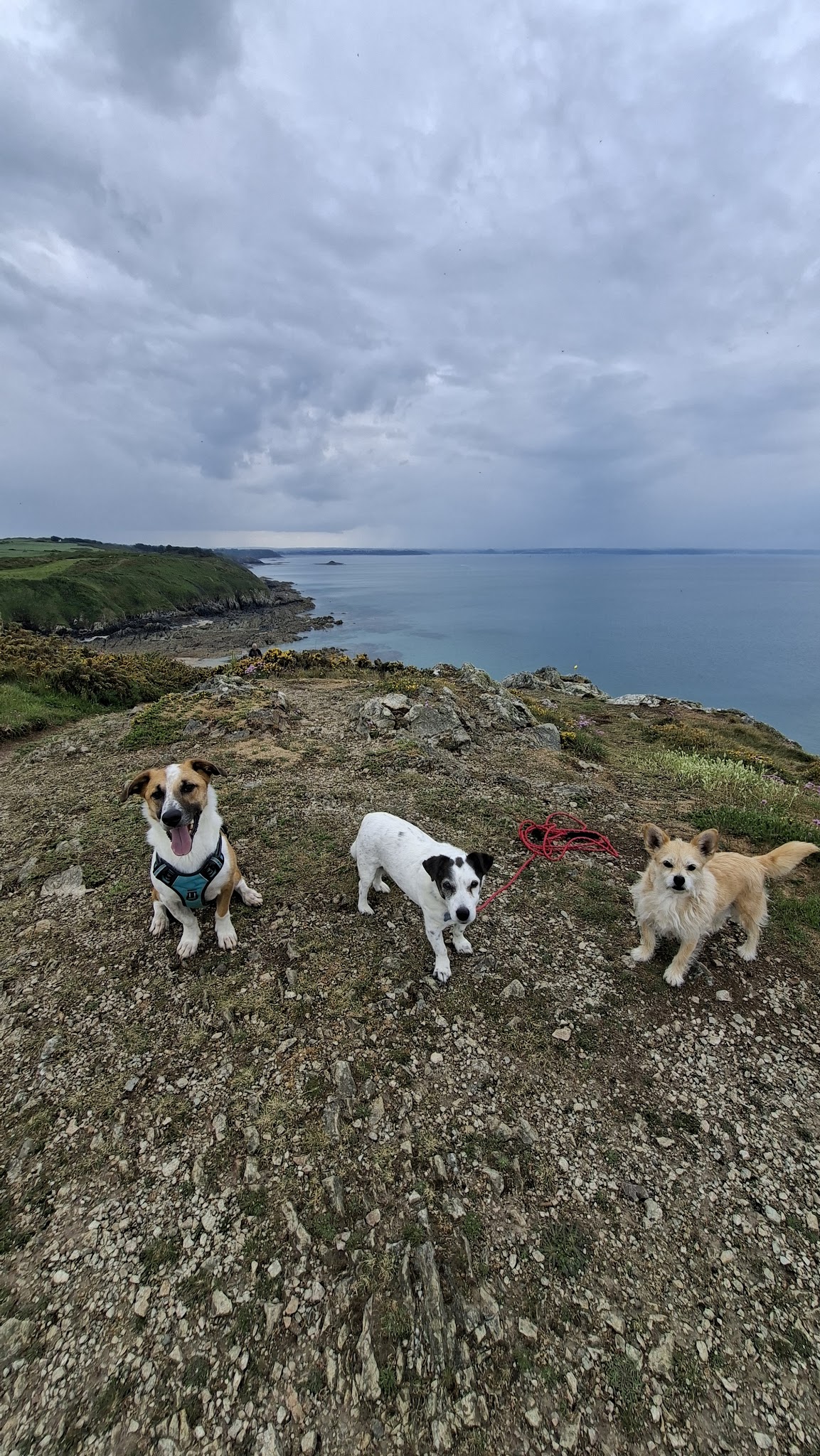 On va s'promener - Dog walker & pet-sitter, éducateur canin — photo