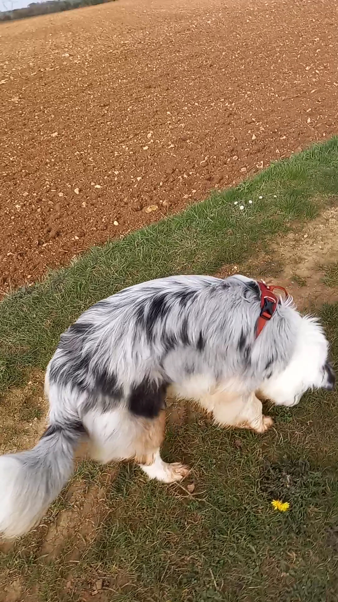 Dogaction Educateur et pension Canine 36 — photo