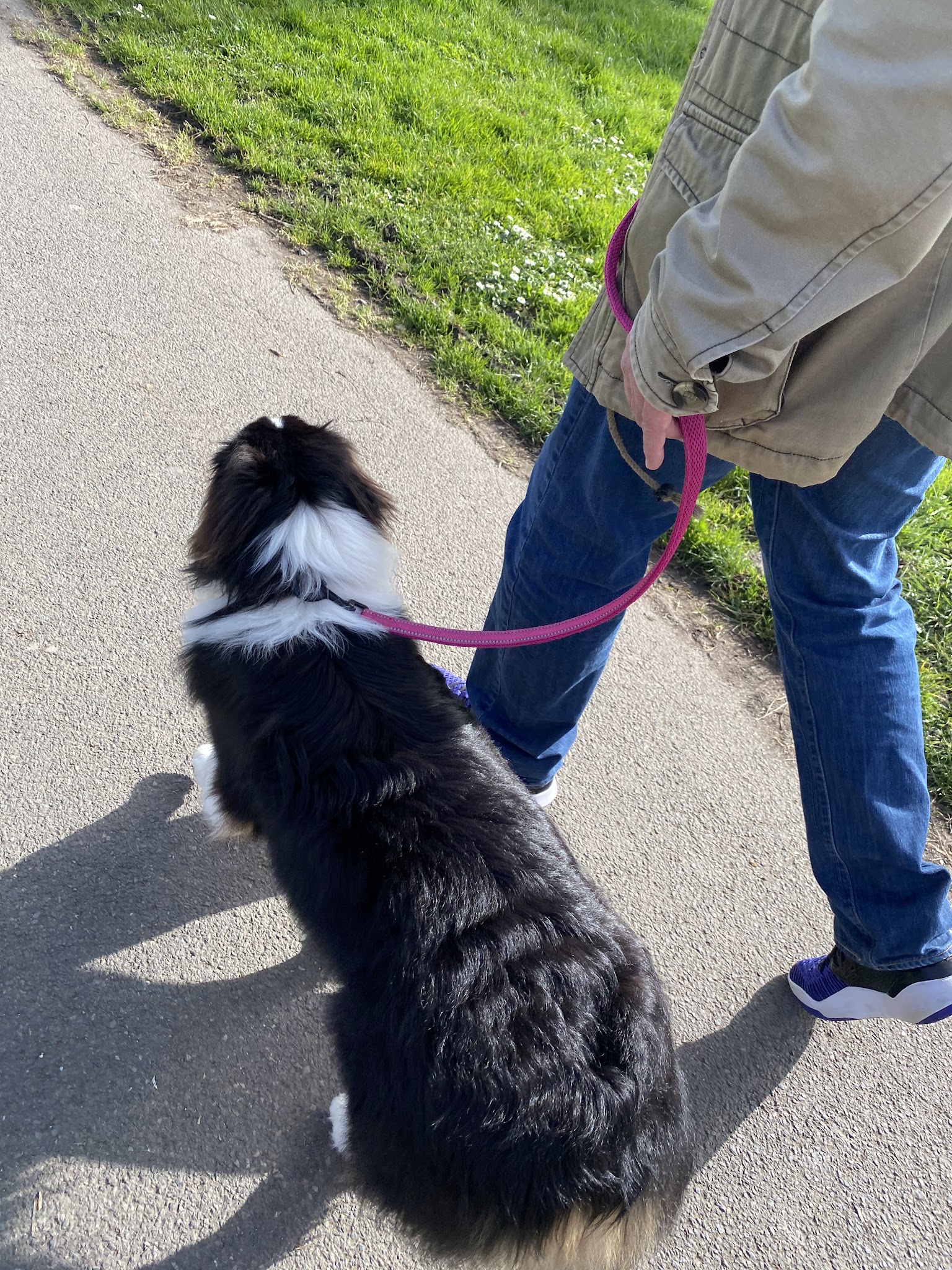 Dogaction Educateur et pension Canine 36 — photo