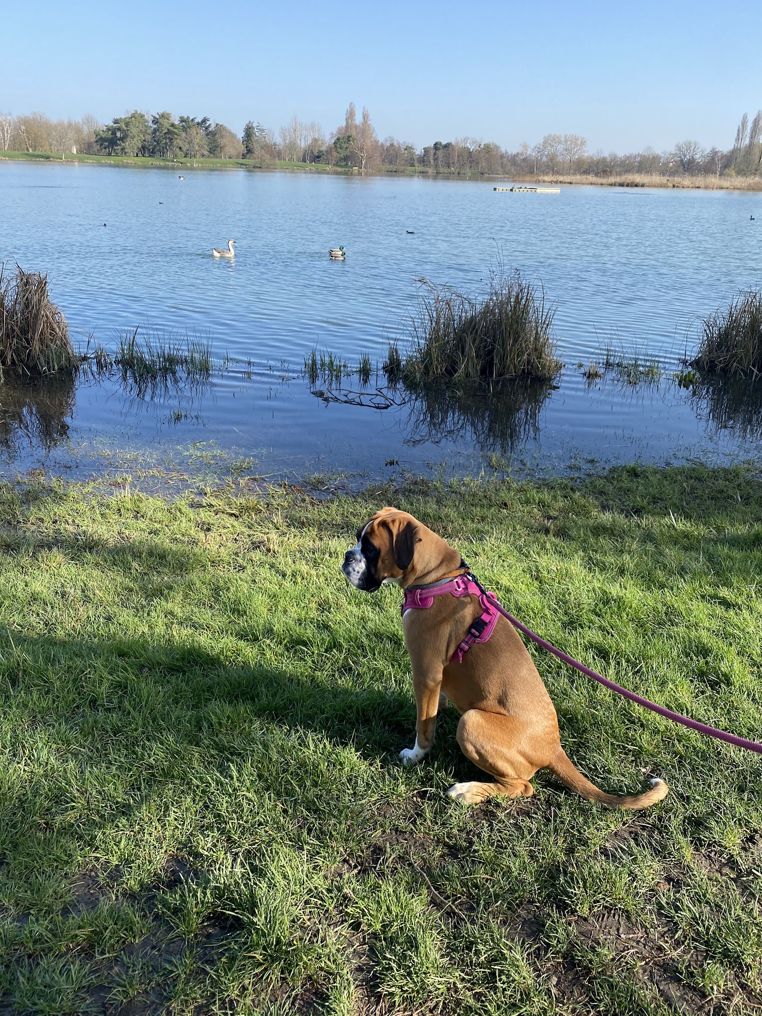 Dogaction Educateur et pension Canine 36 — photo
