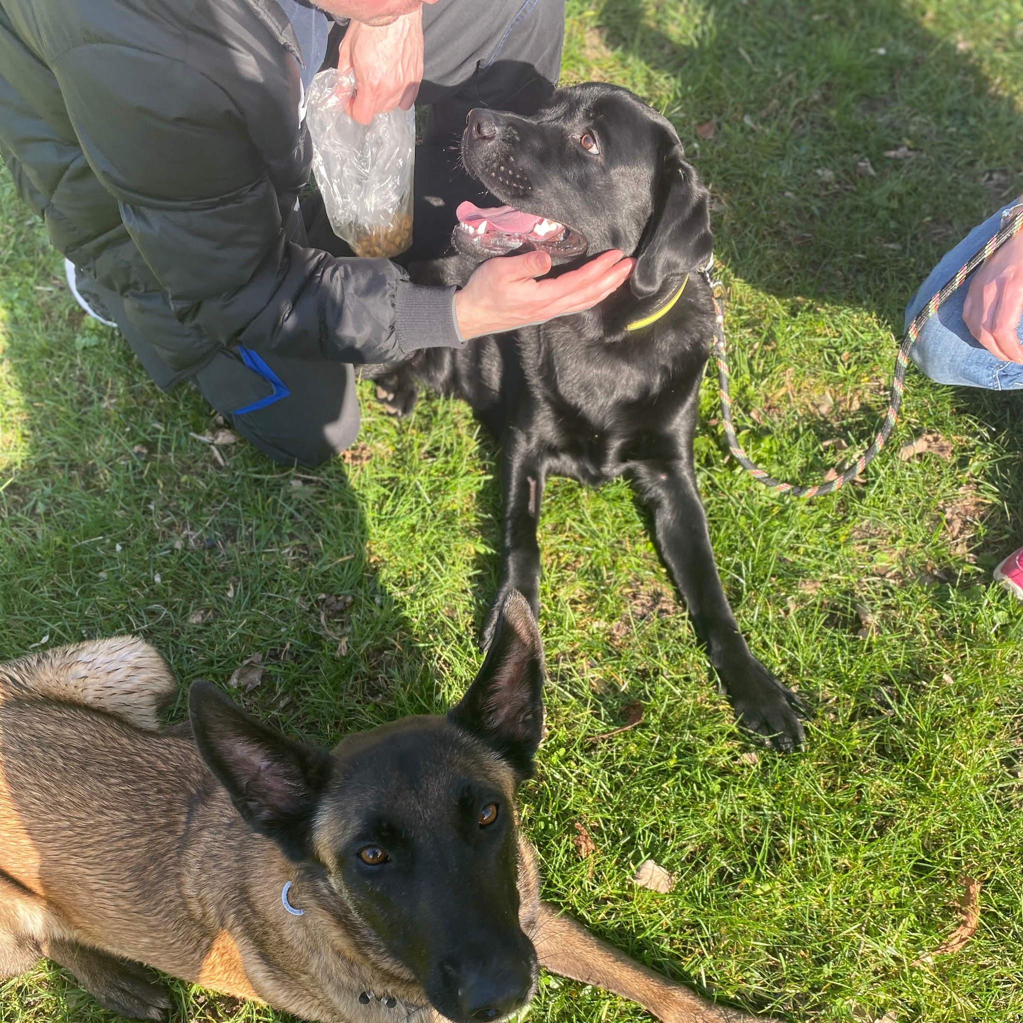 Dogaction Educateur et pension Canine 36 — photo