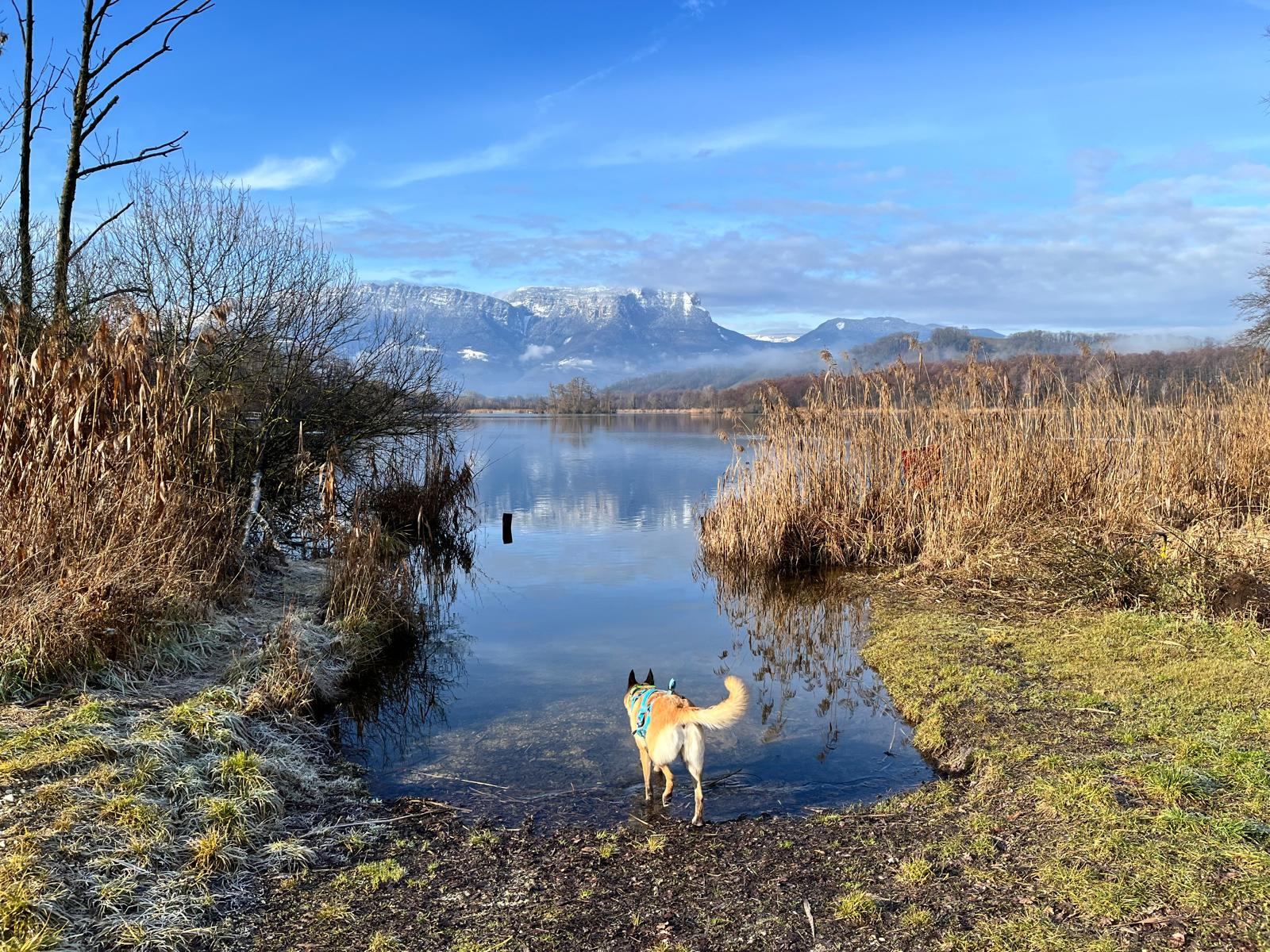 Pension Canine Familiale — photo