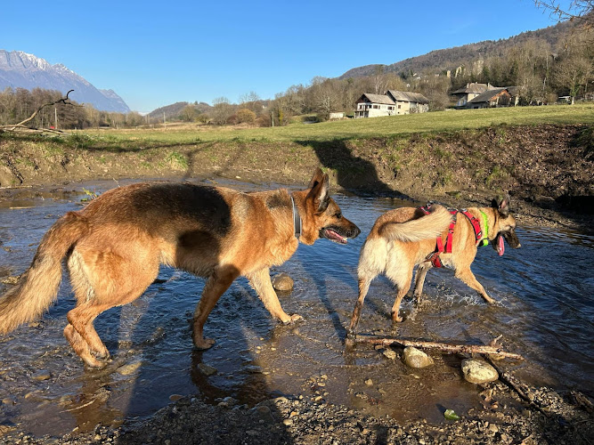 Pension Canine Familiale