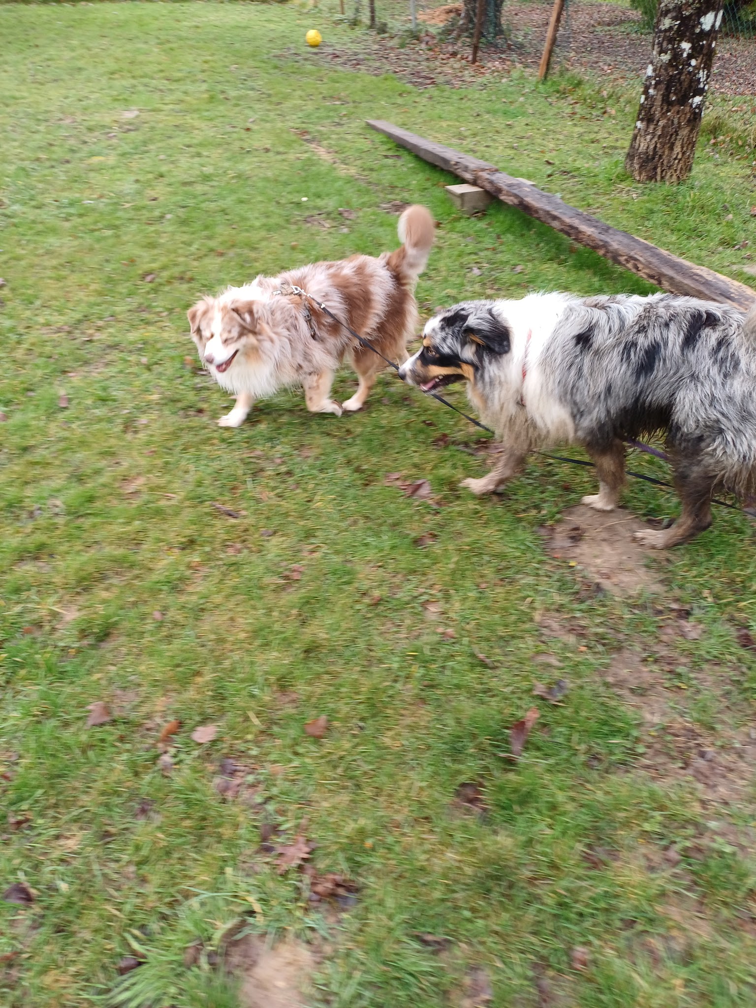 Passion Animaux 58 /18 educateur canin ,pension canine et féline — photo