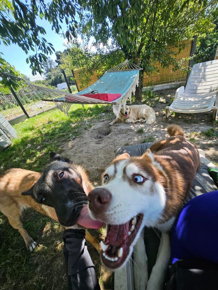 Canine & Vous — photo