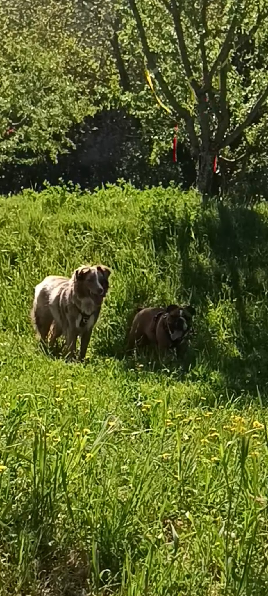 AU PARADIS DU CHIEN — photo