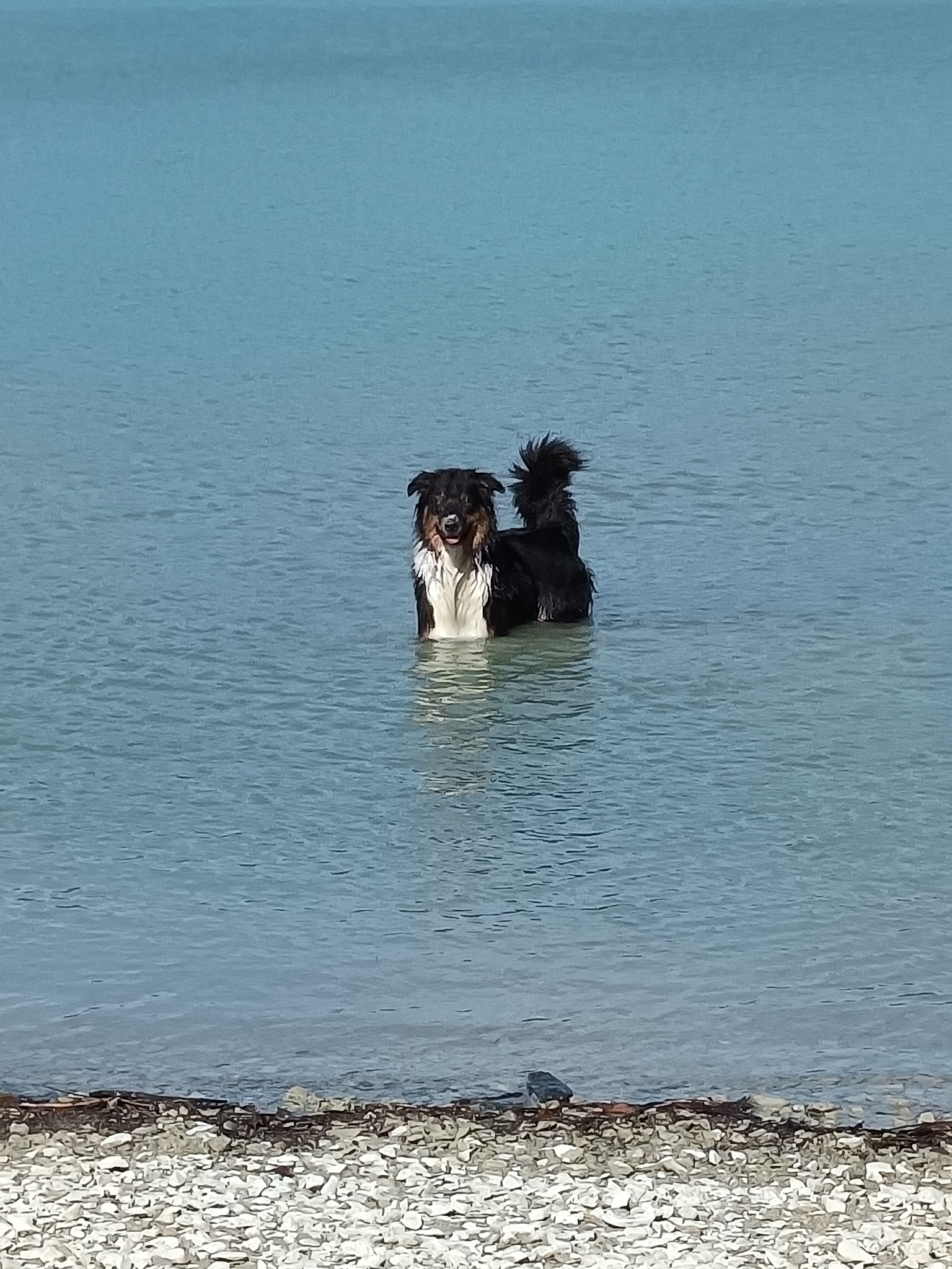 AU PARADIS DU CHIEN — photo