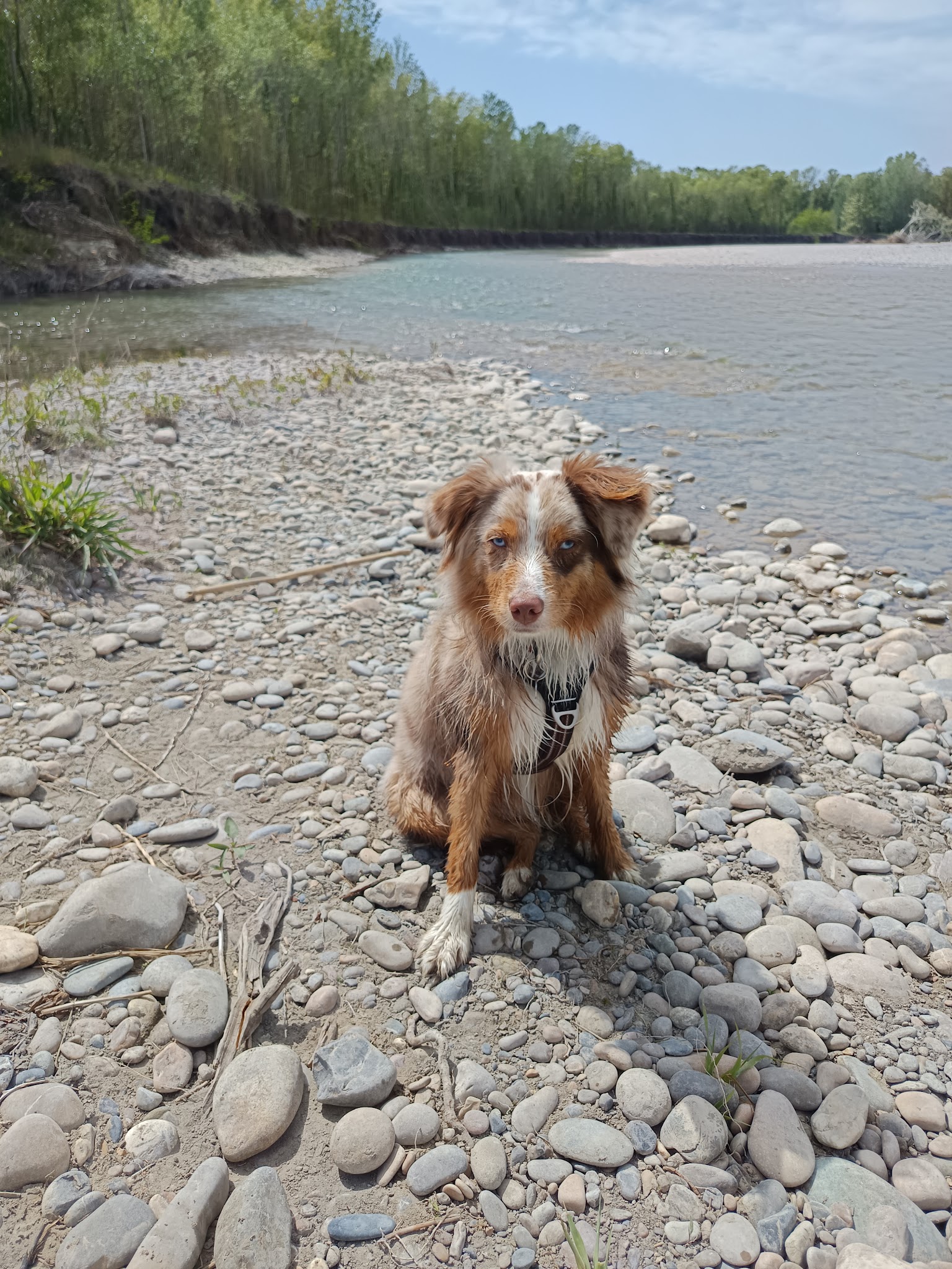 AU PARADIS DU CHIEN — photo