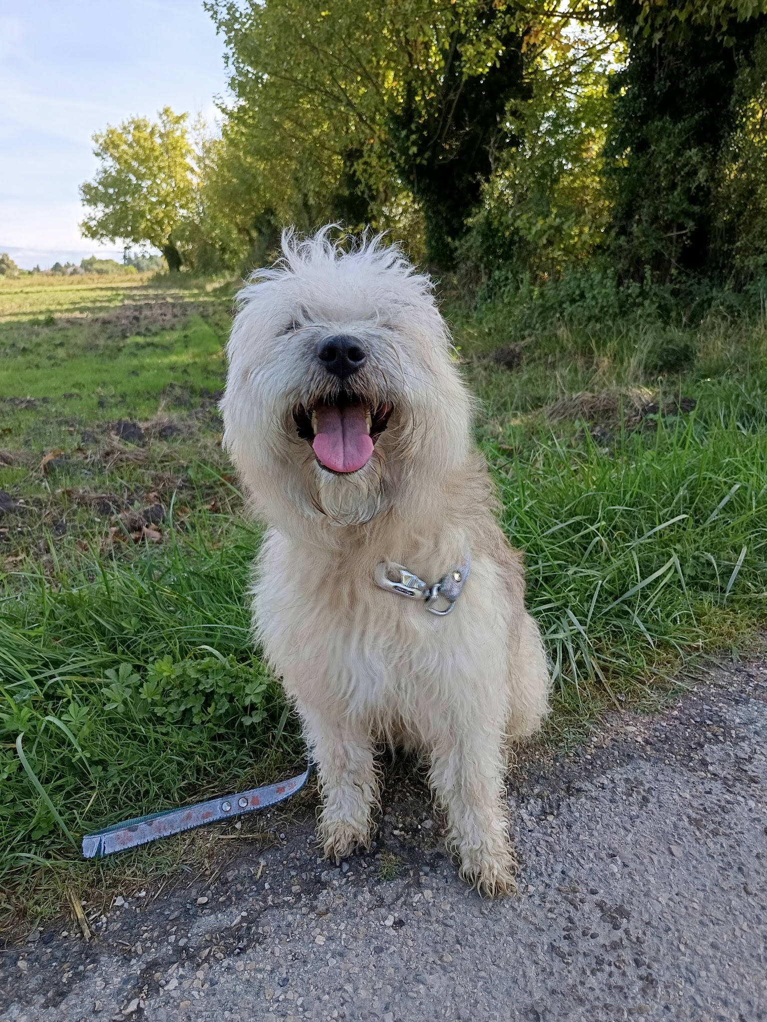 AU PARADIS DU CHIEN — photo