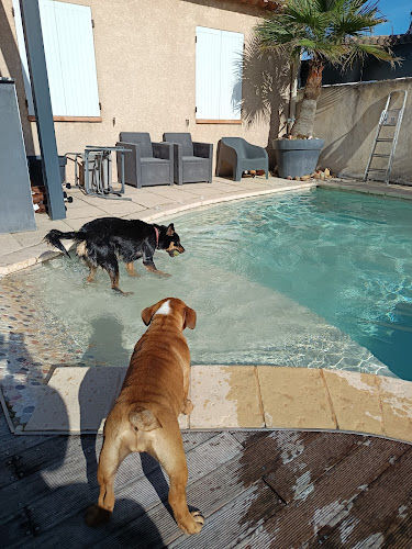 AU PARADIS DU CHIEN