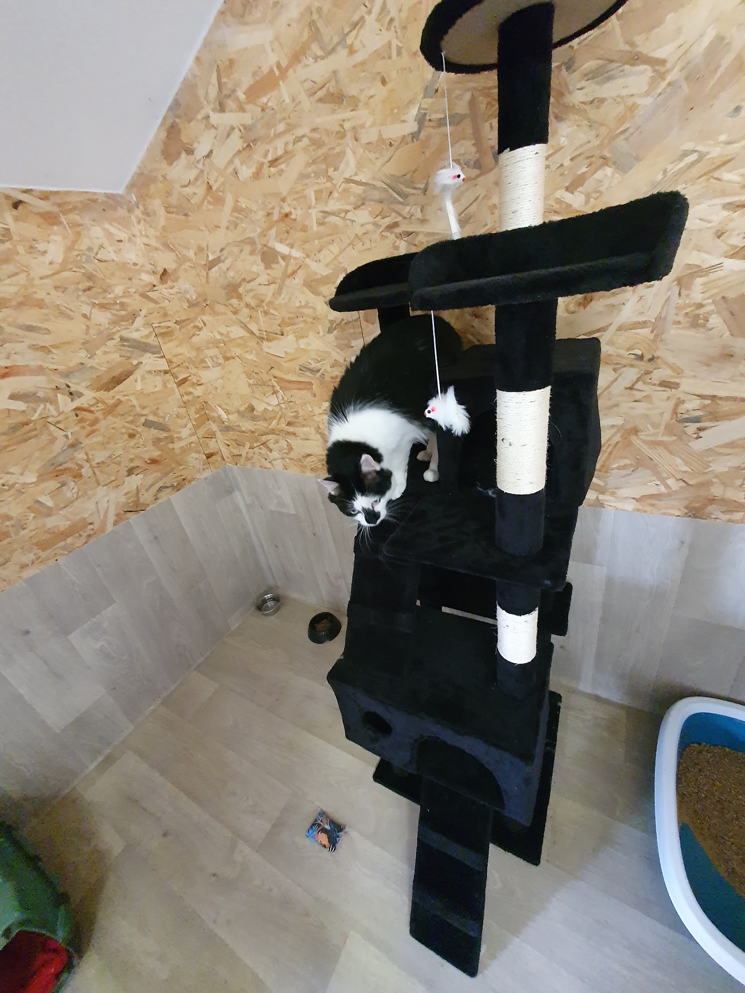Le Chalet des 4 pattes du Lary — photo